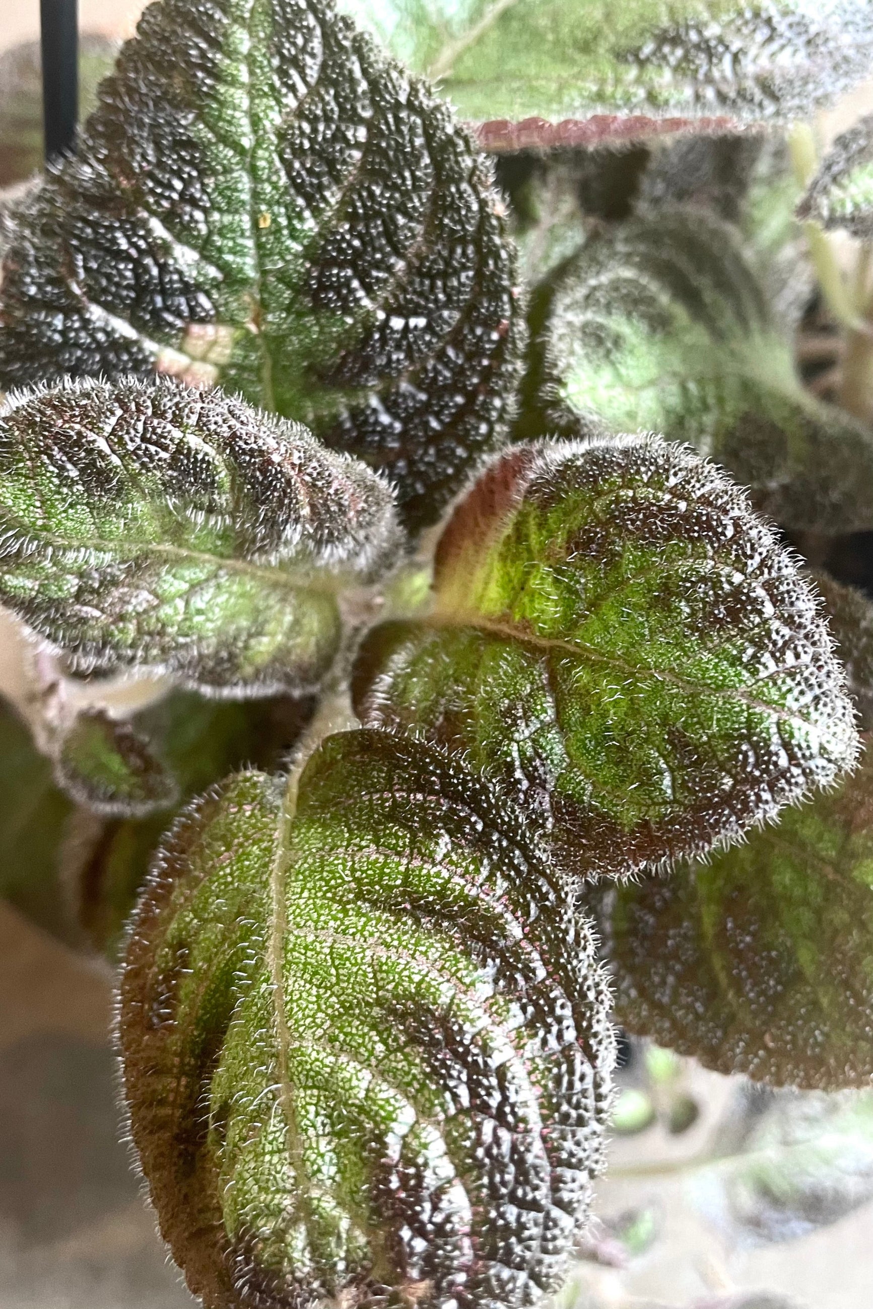 A detailed view of Episcia 4" hanging basket against concrete backdrop ©Sprout Home