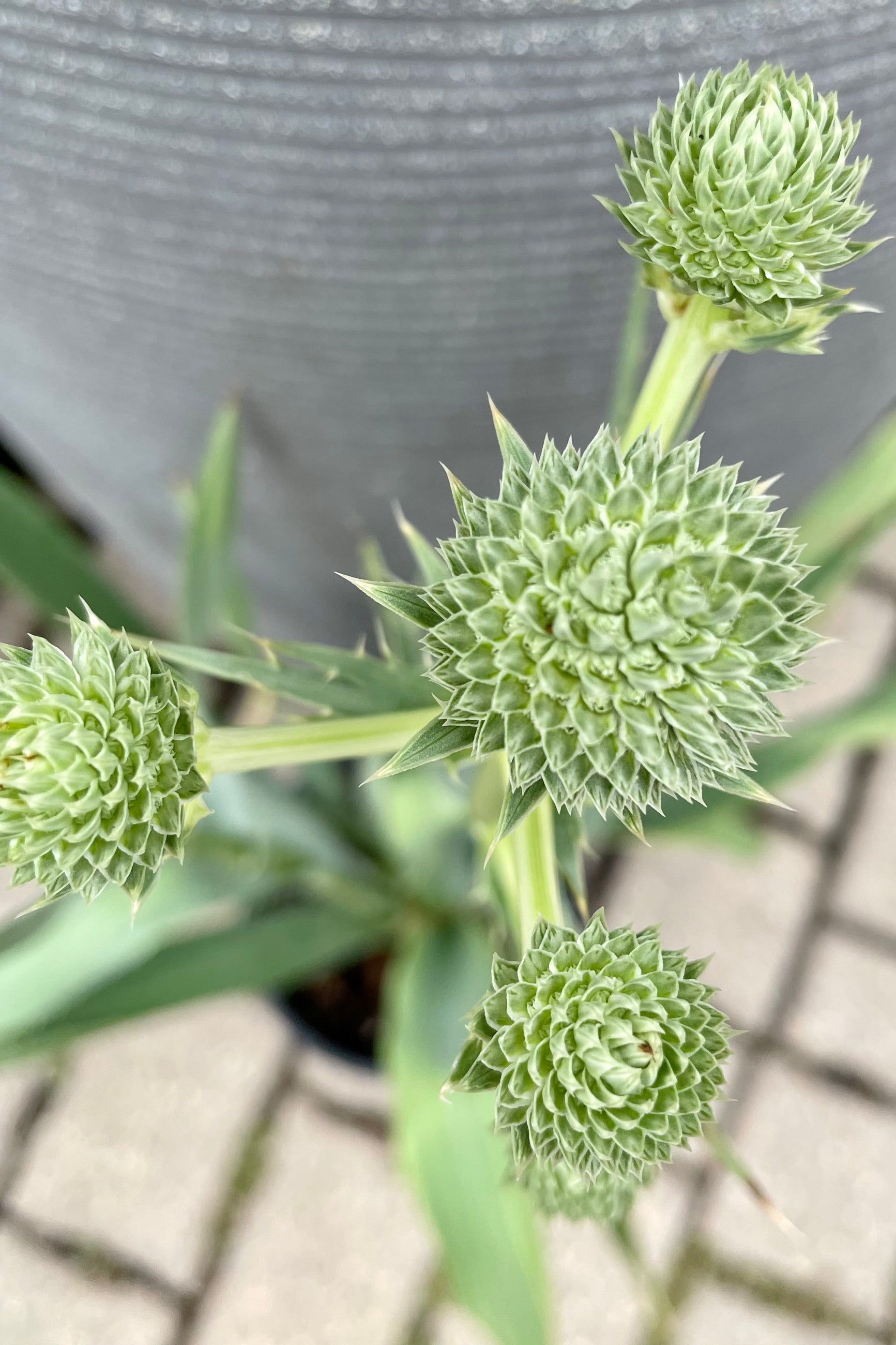 The whitish green math like floral balls of the Eryngium yuccifolium mid July at Sprout Home. ©Sprout Home