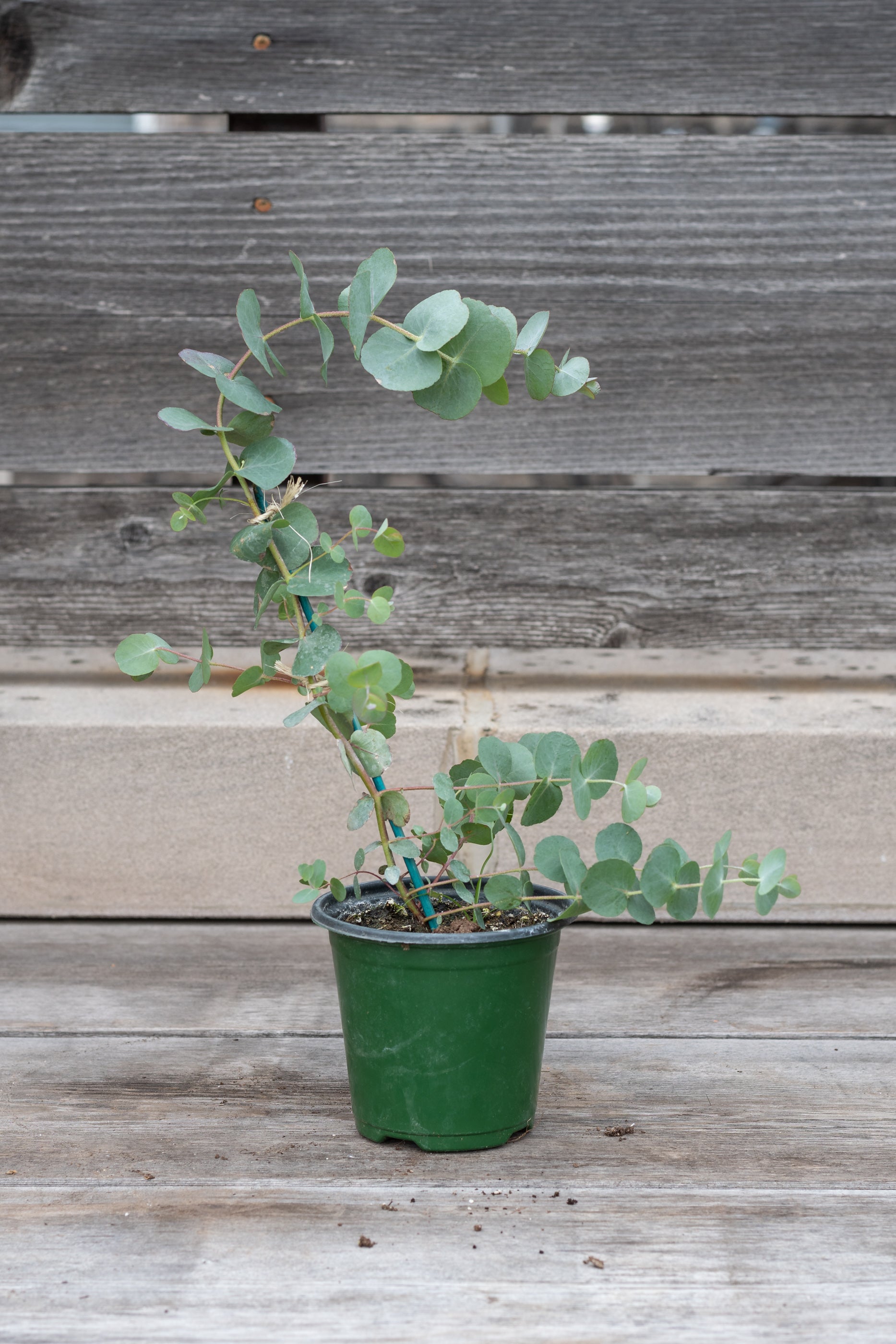 Eucalyptus in grow pot in front of grey wood background