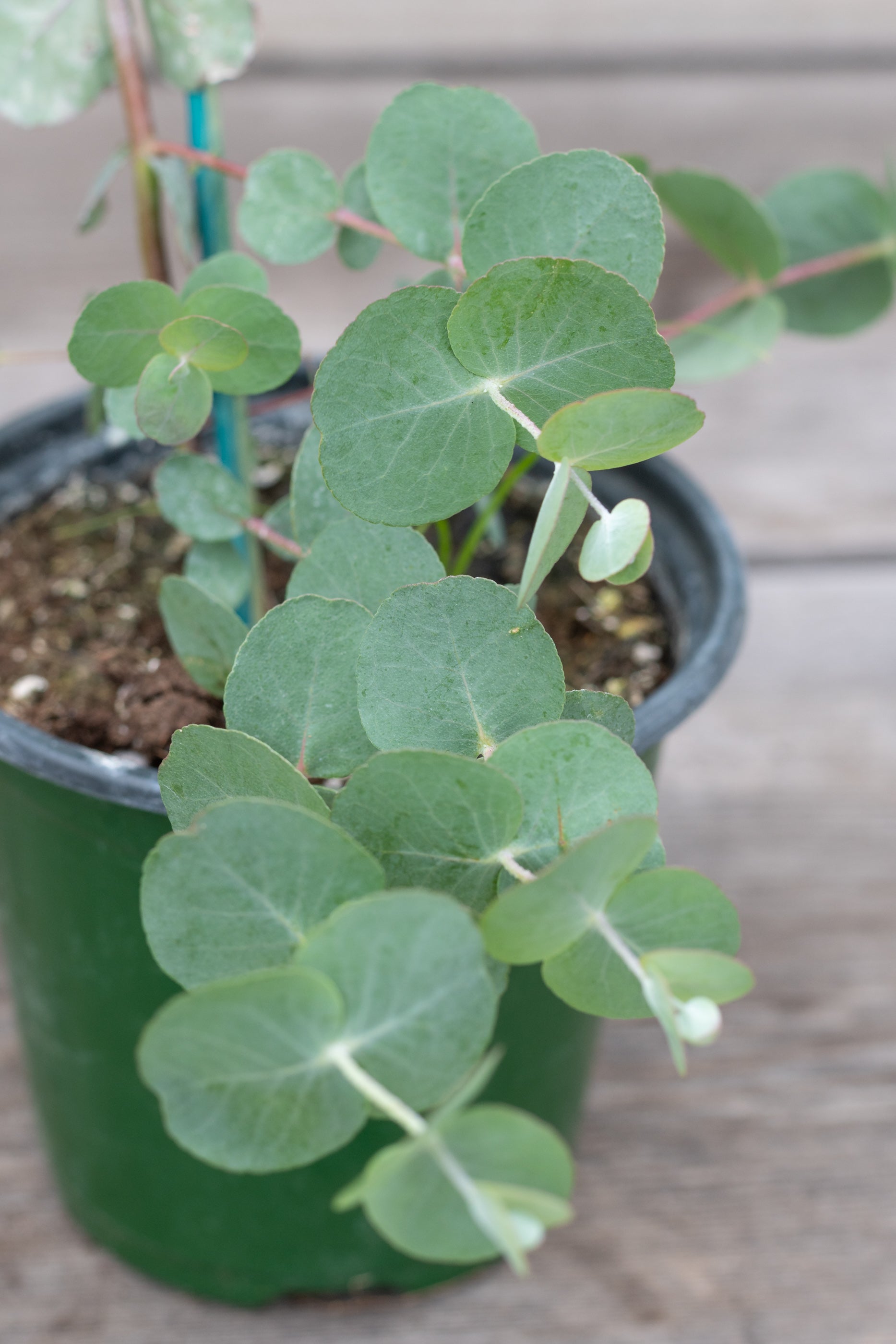 Close up of potted eucalyptus plant