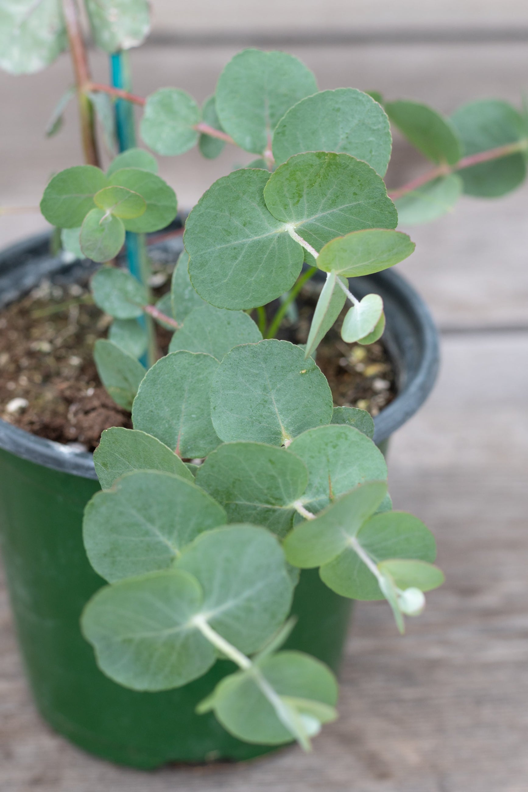 eucalyptus plant for sale Eucalyptus gunnii 4