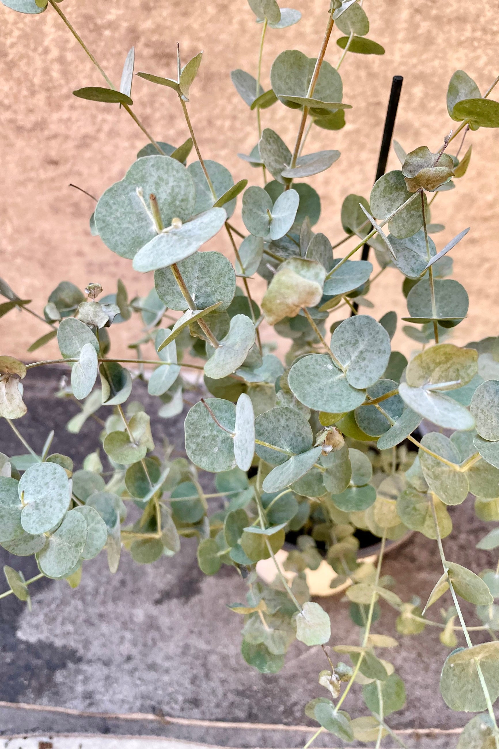 The Eucalyptus gunni boasts silvery-blue, circular foliage. ©Sprout Home