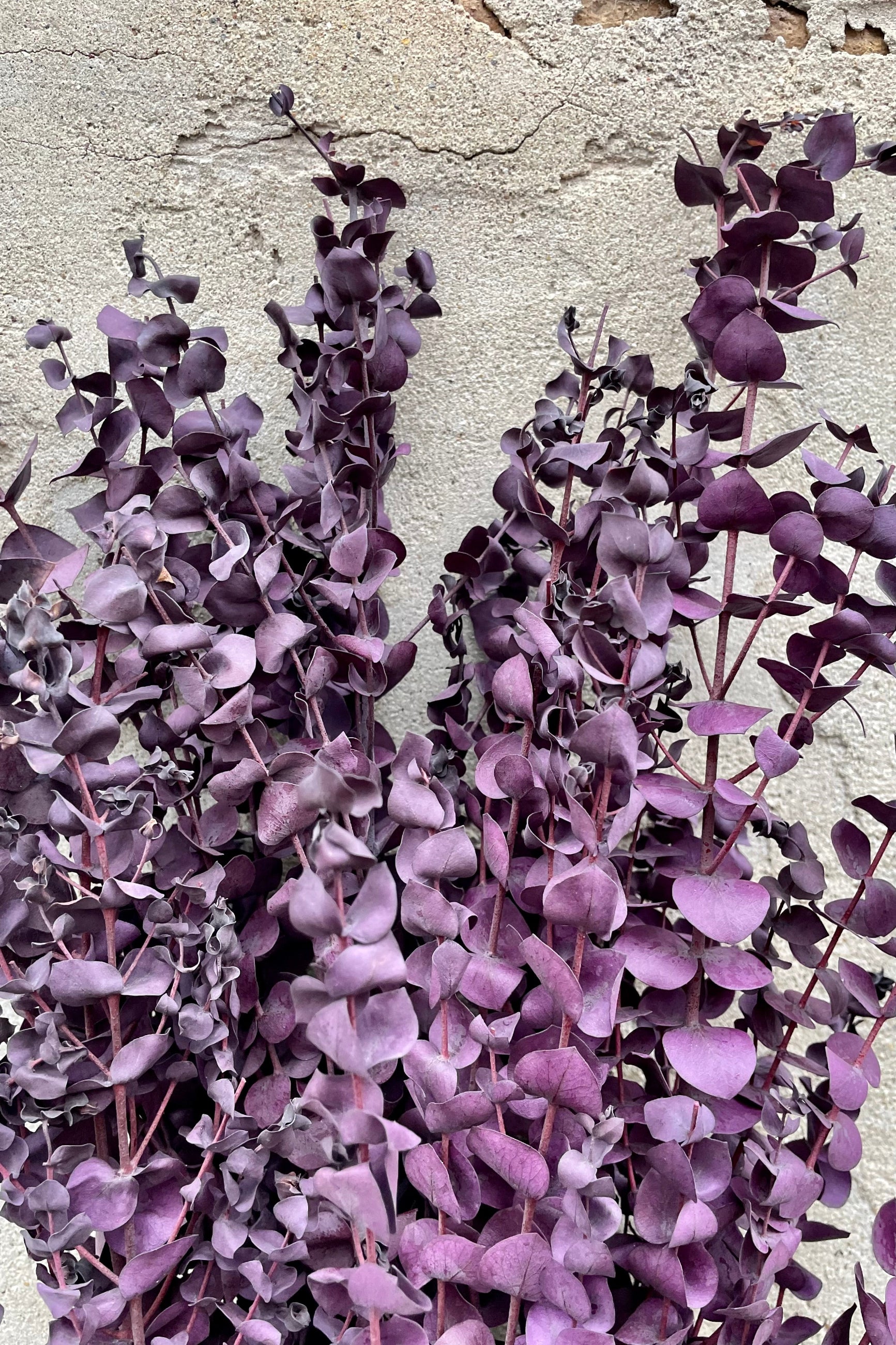 Detail picture of plum eucalyptus bunch. ©Sprout Home