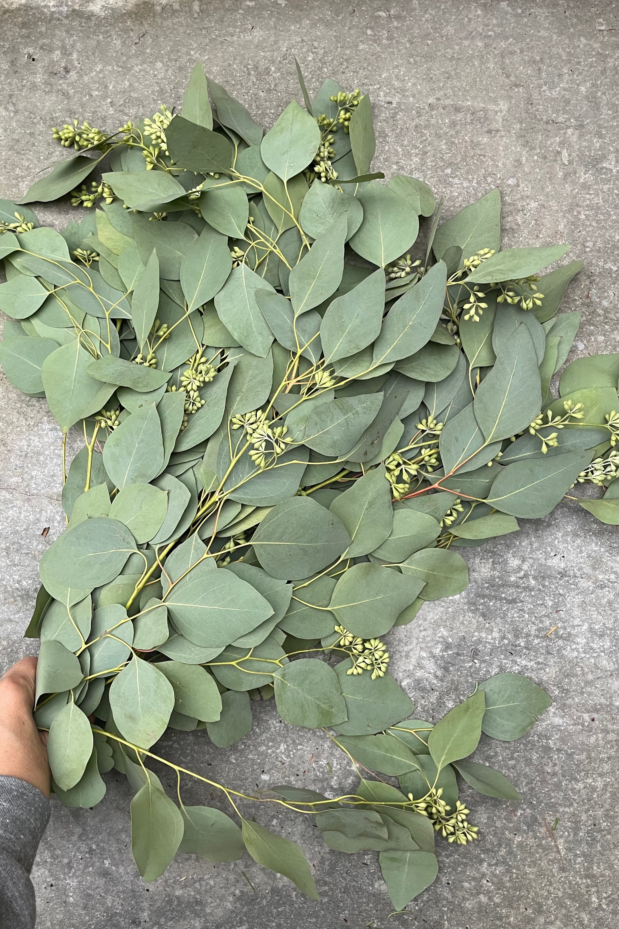 A bunch of seeded Eucalyptus against a grey wall.