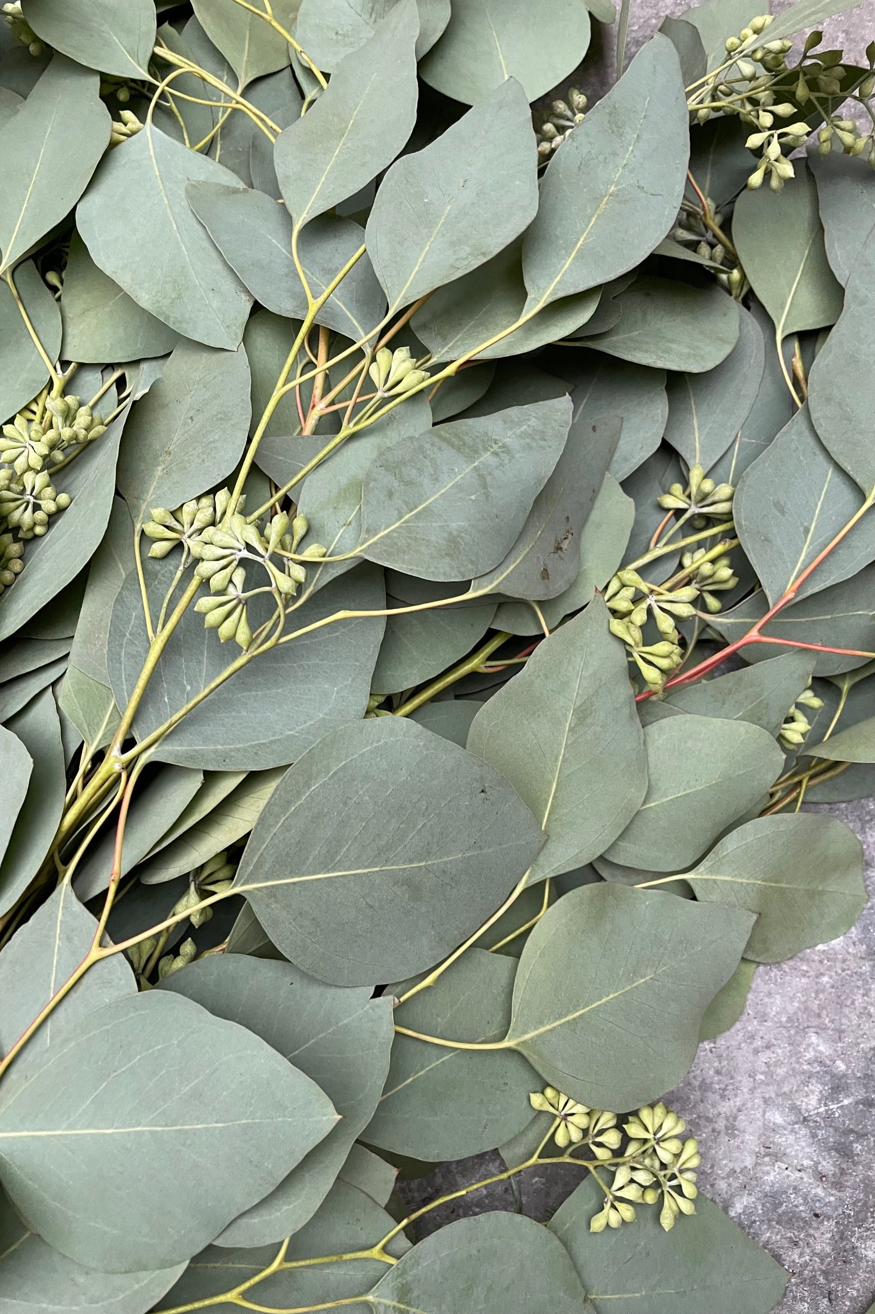 Seeded Eucalyptus detailed picture up close. ©Sprout Home