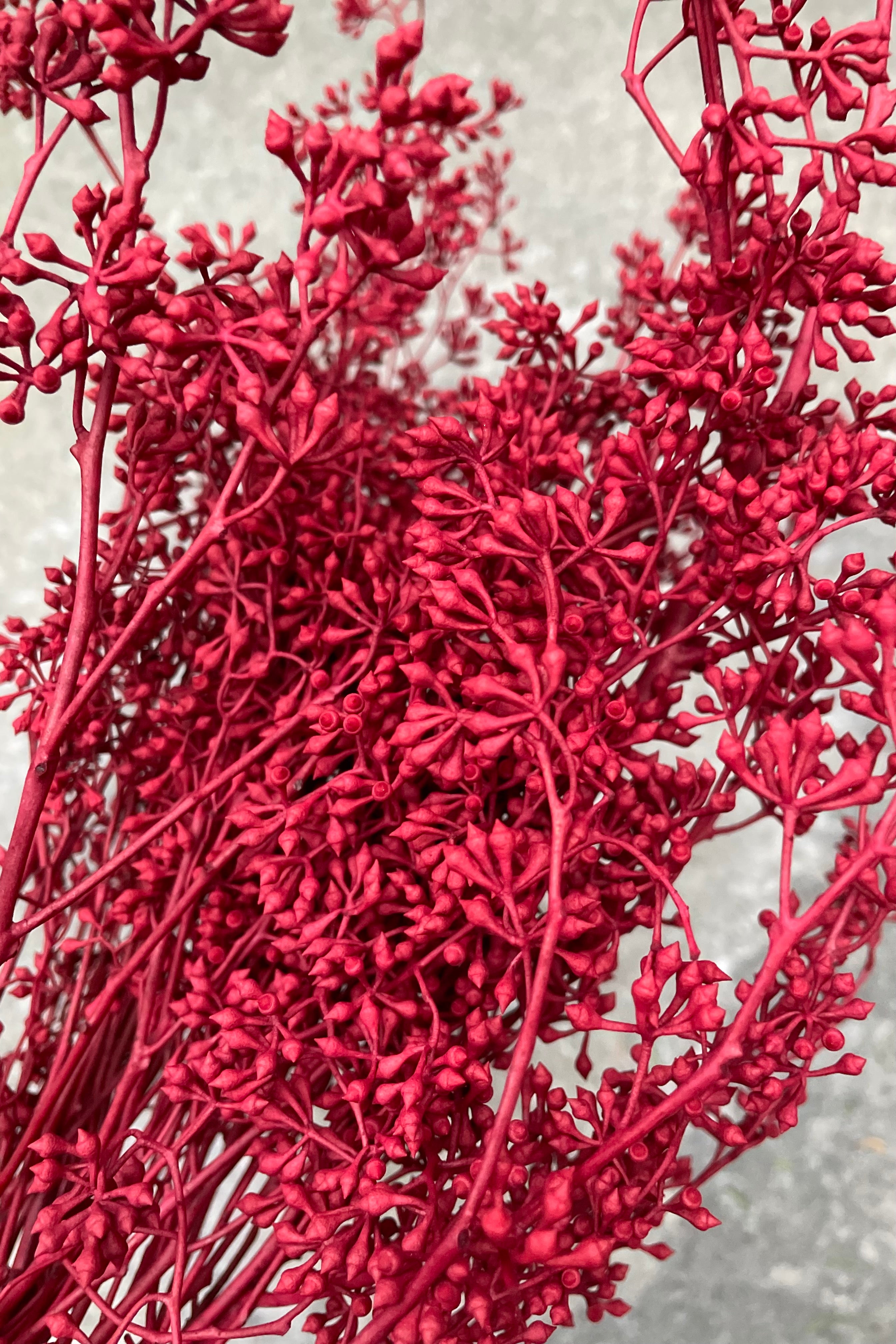 dyed red seeded naked Eucalyptus branches up close.