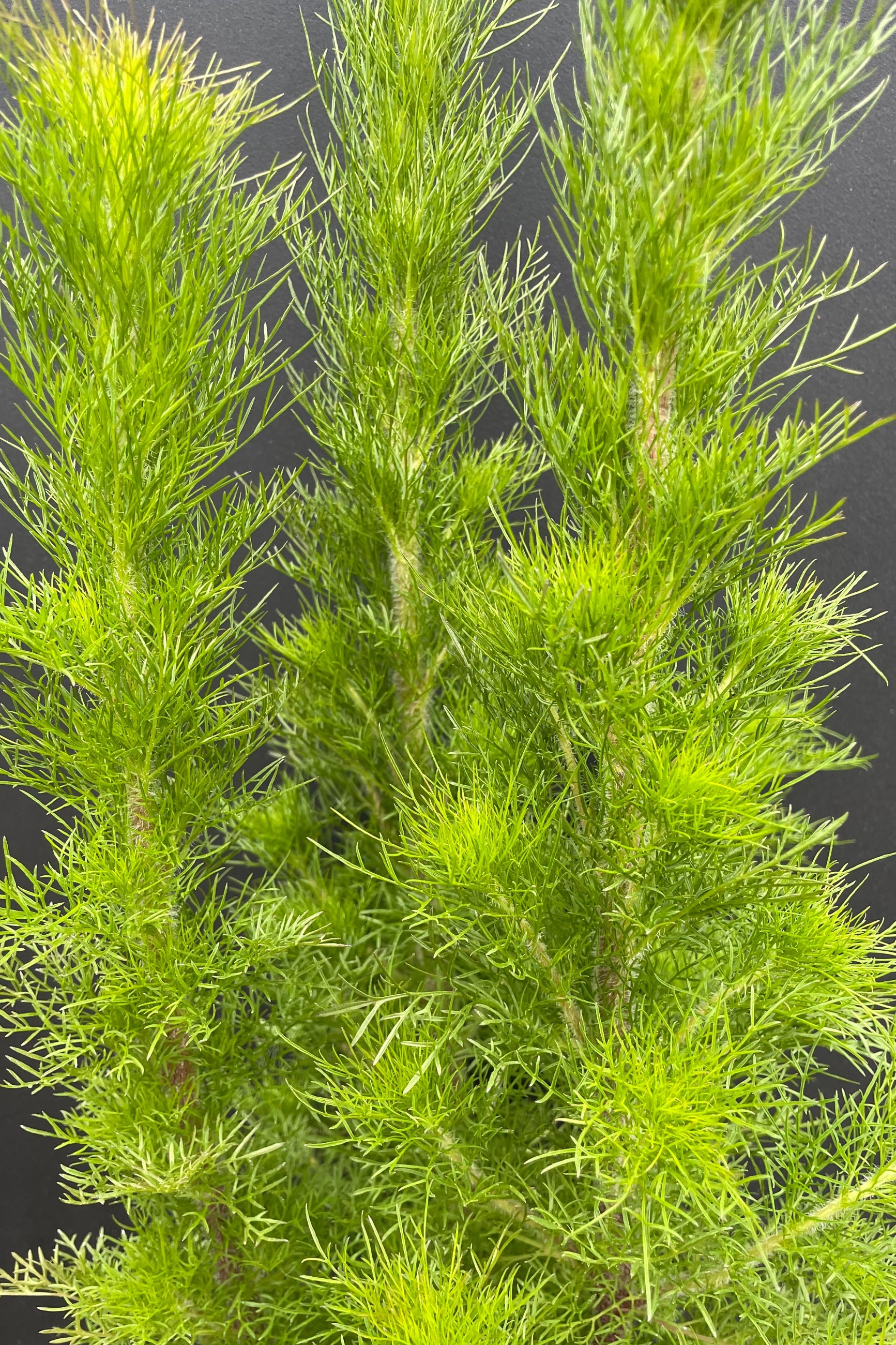 A detail picture showing the feather bright green leaves of the Eupatorium 'Elegant Feather' against a black background the end of May at Sprout Home. ©Sprout Home