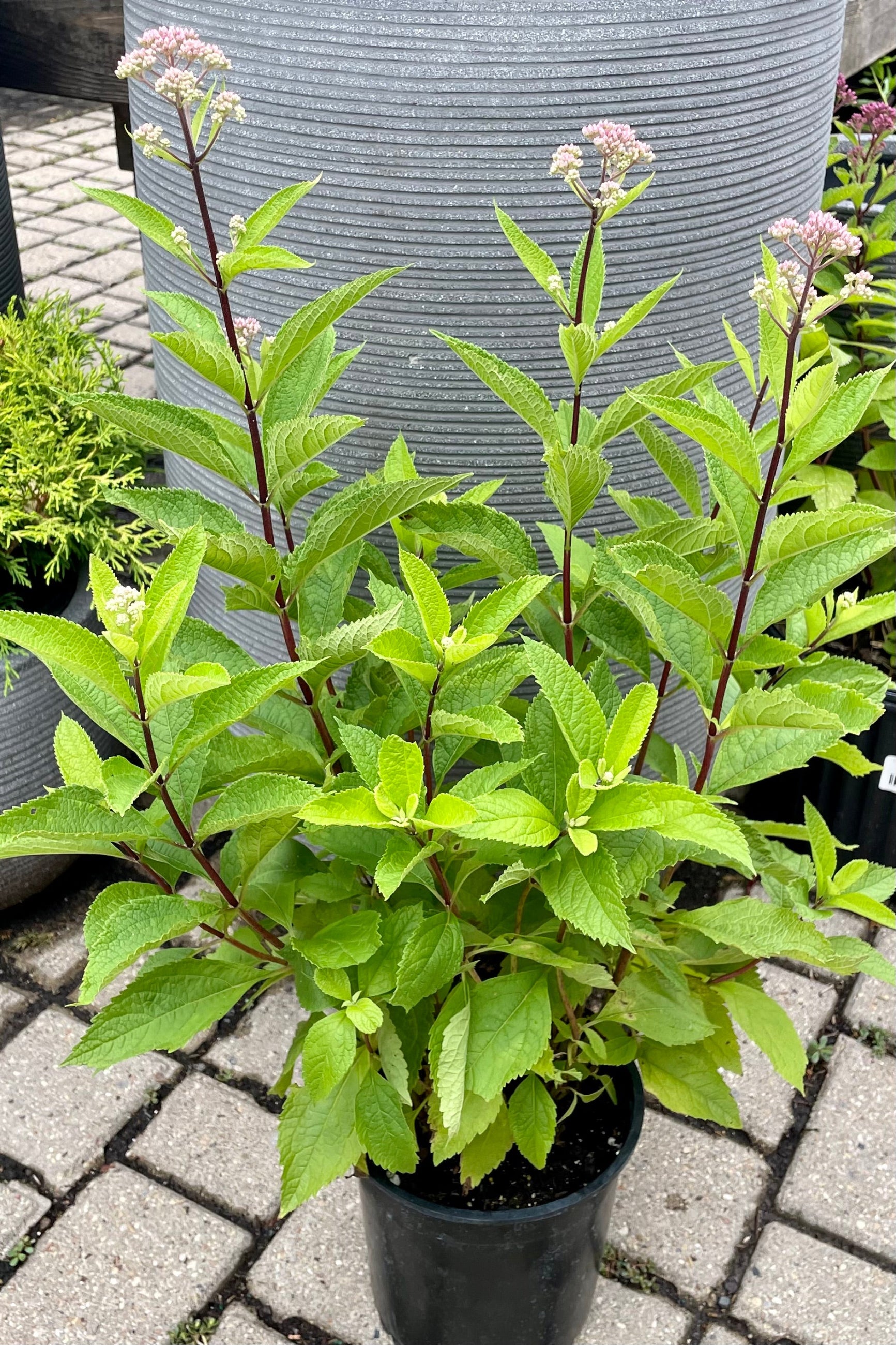 Eupartorium 'Phantom' in a #1 growers pot against a grey decorative pot showing the light pick buds mid July at Sprout Home. ©Sprout Home