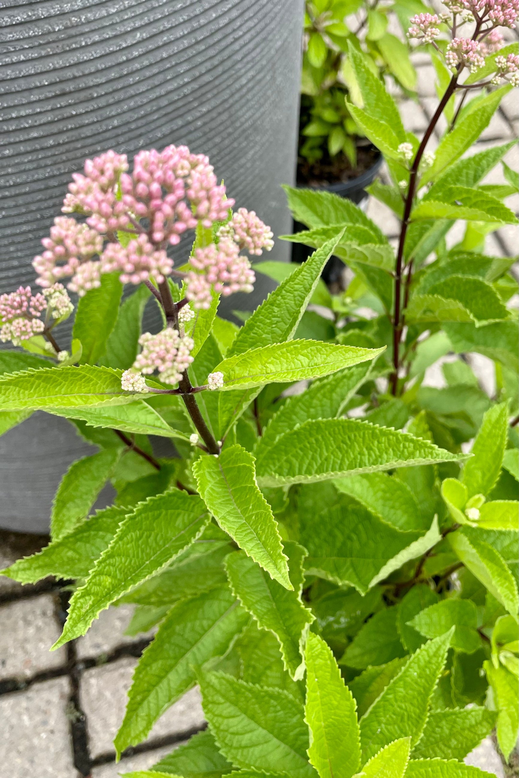 the pink buds of Eupatorium 'Phantom' about to explode in to bloom mid July at Sprout Home. ©Sprout Home