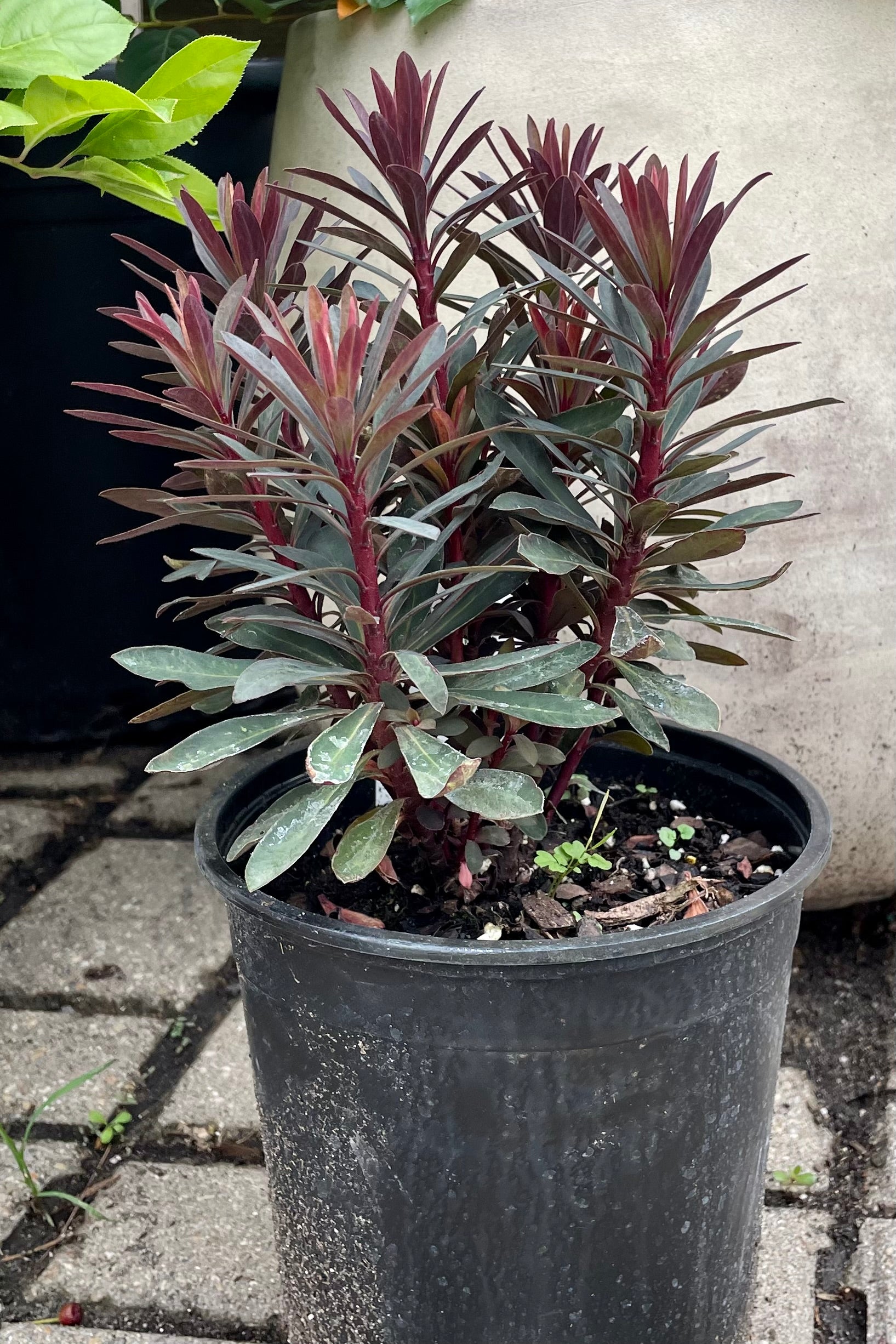 Euphorbia 'Blackbird' in a #1 pot showing the dark green to burgundy leaves in mid July at Sprout Home. ©Sprout Home