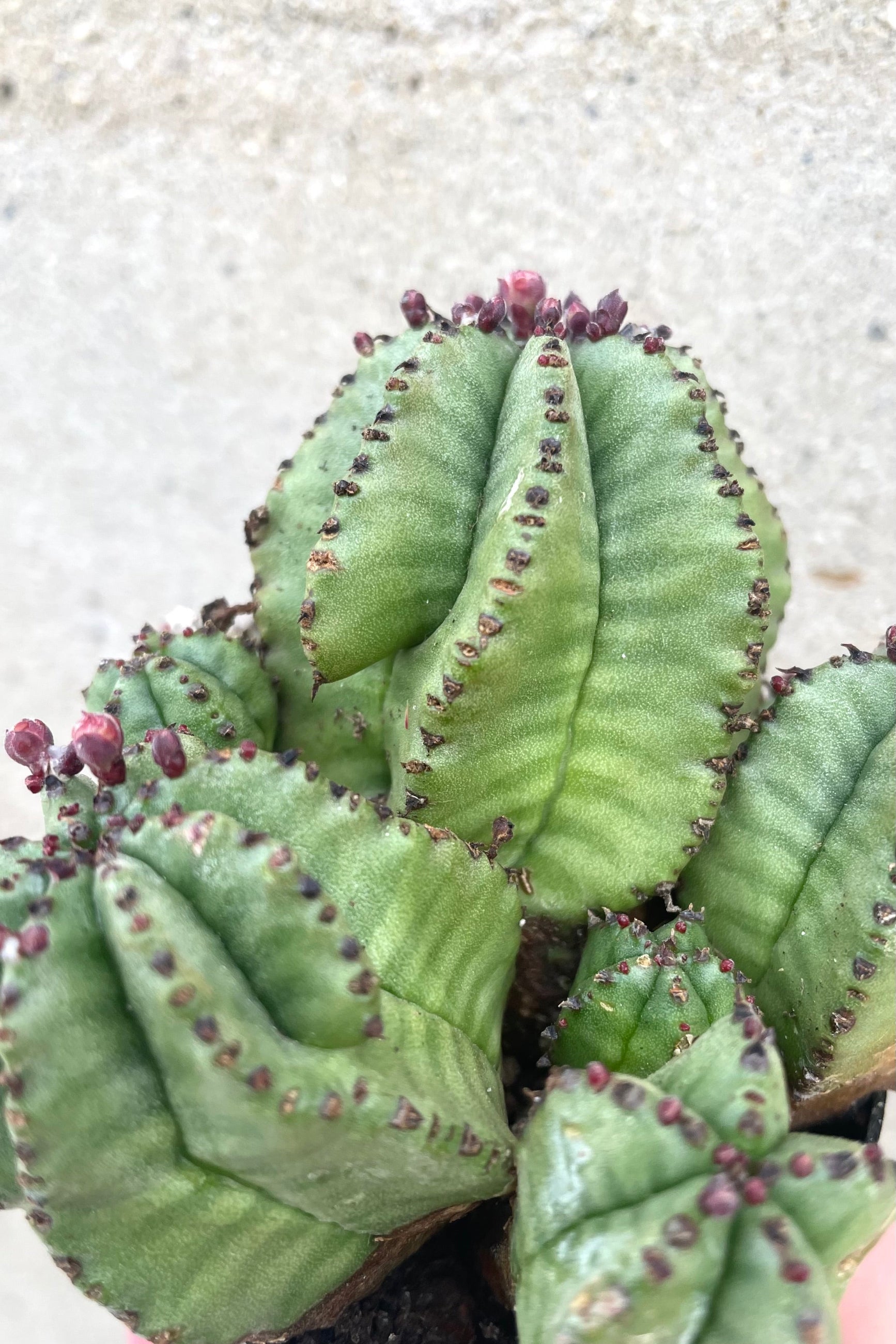 rare snake plant euphorbia Euphorbia anoplia "Zipper Plant" 2.5" at SPROUT HOME