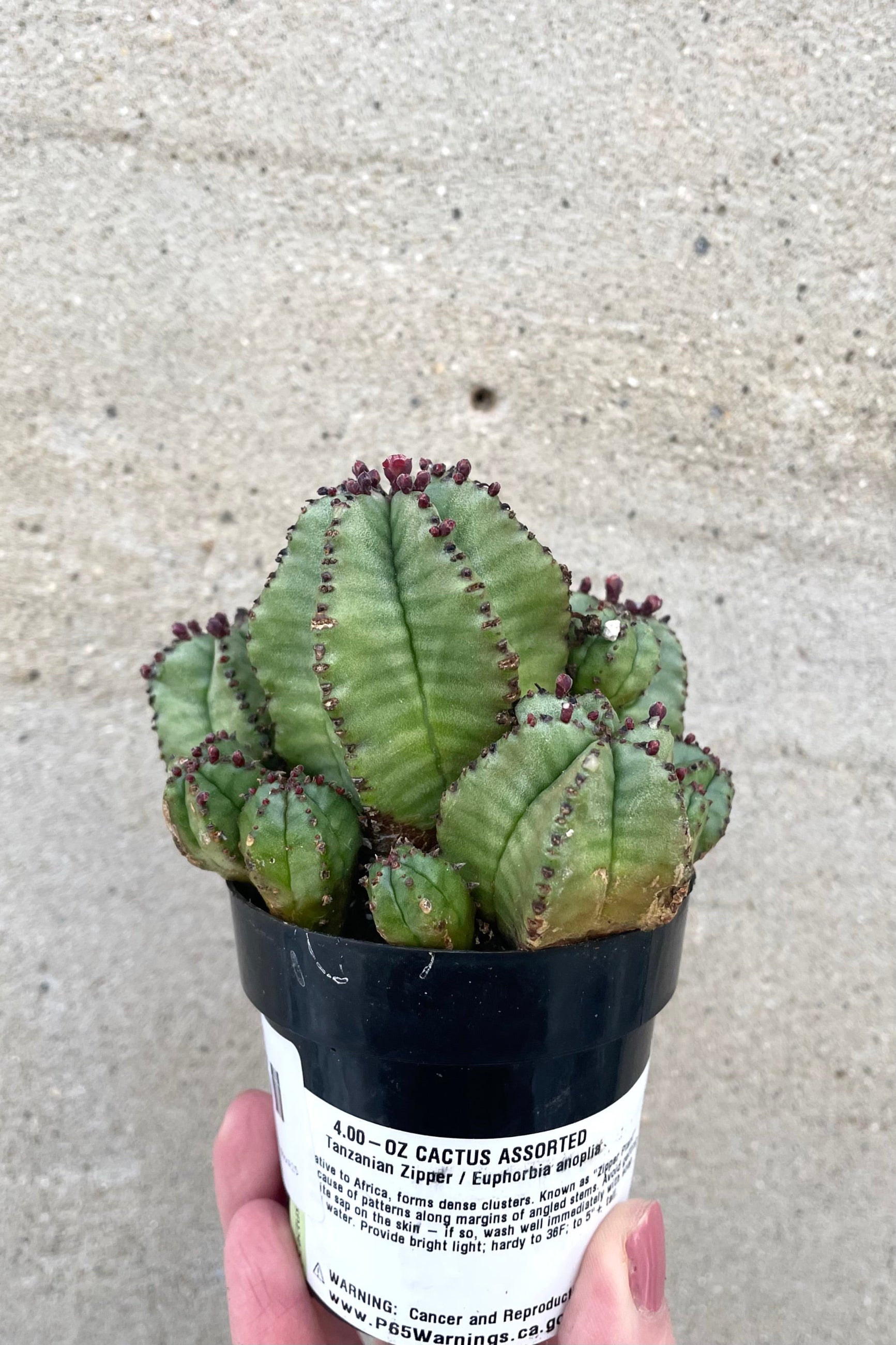 A hand holds Euphorbia anoplia "Zipper Plant" 2.5" in grow pot against concrete backdrop ©Sprout Home