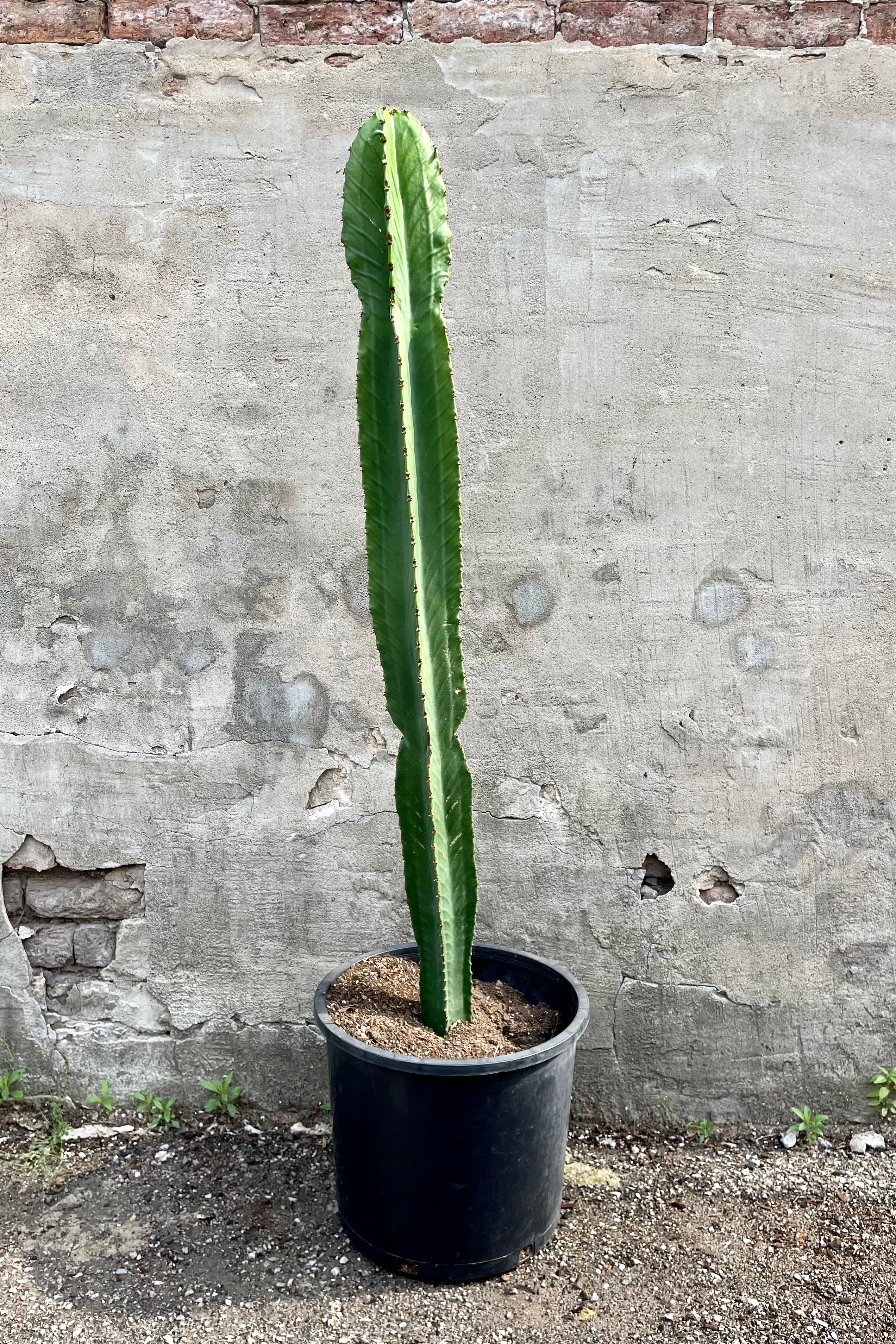 Euphorbia lactea 12" black growers pot with on large green cactus against a grey wall