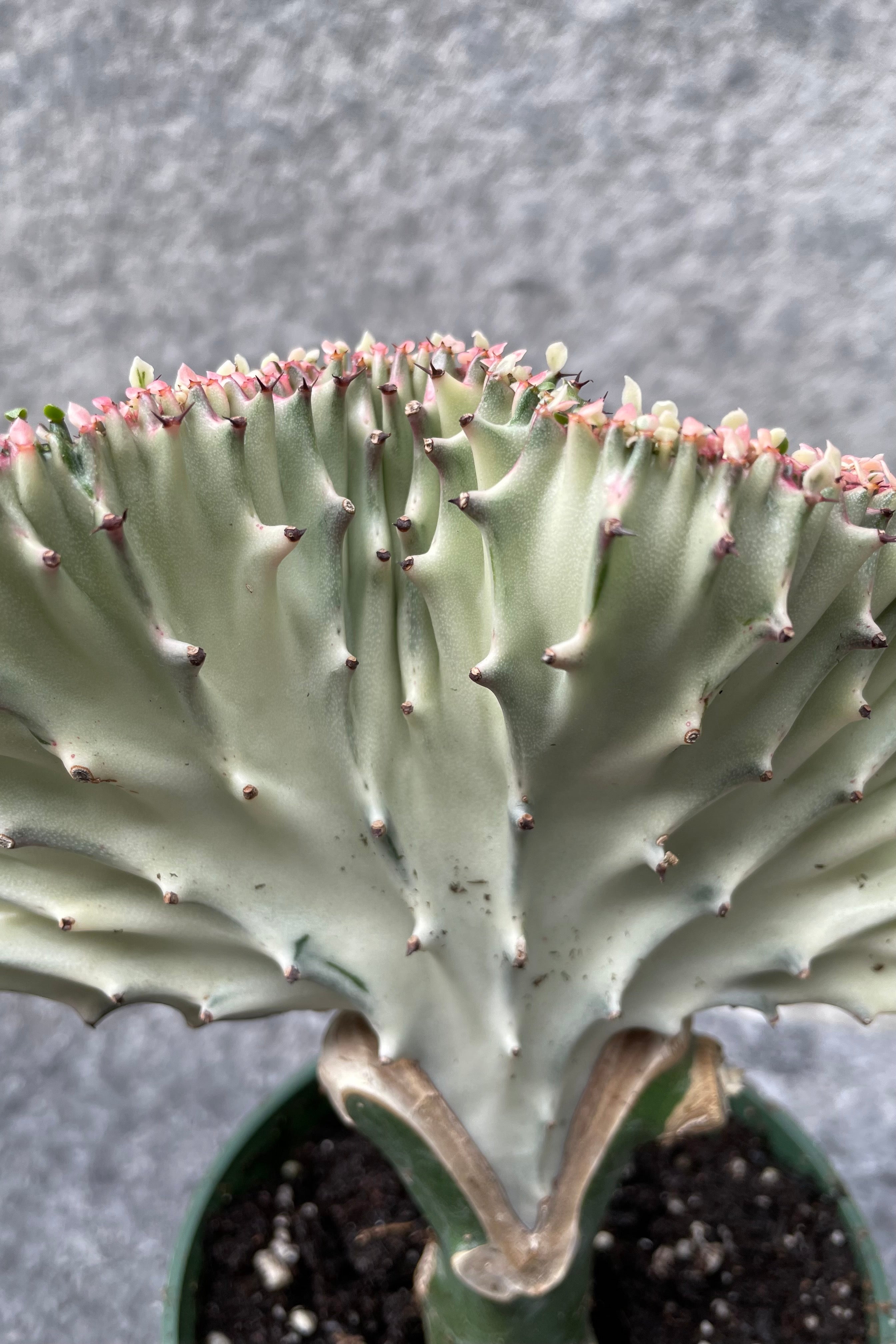 Close up of Euphorbia lactea, grafted crest ©Sprout Home