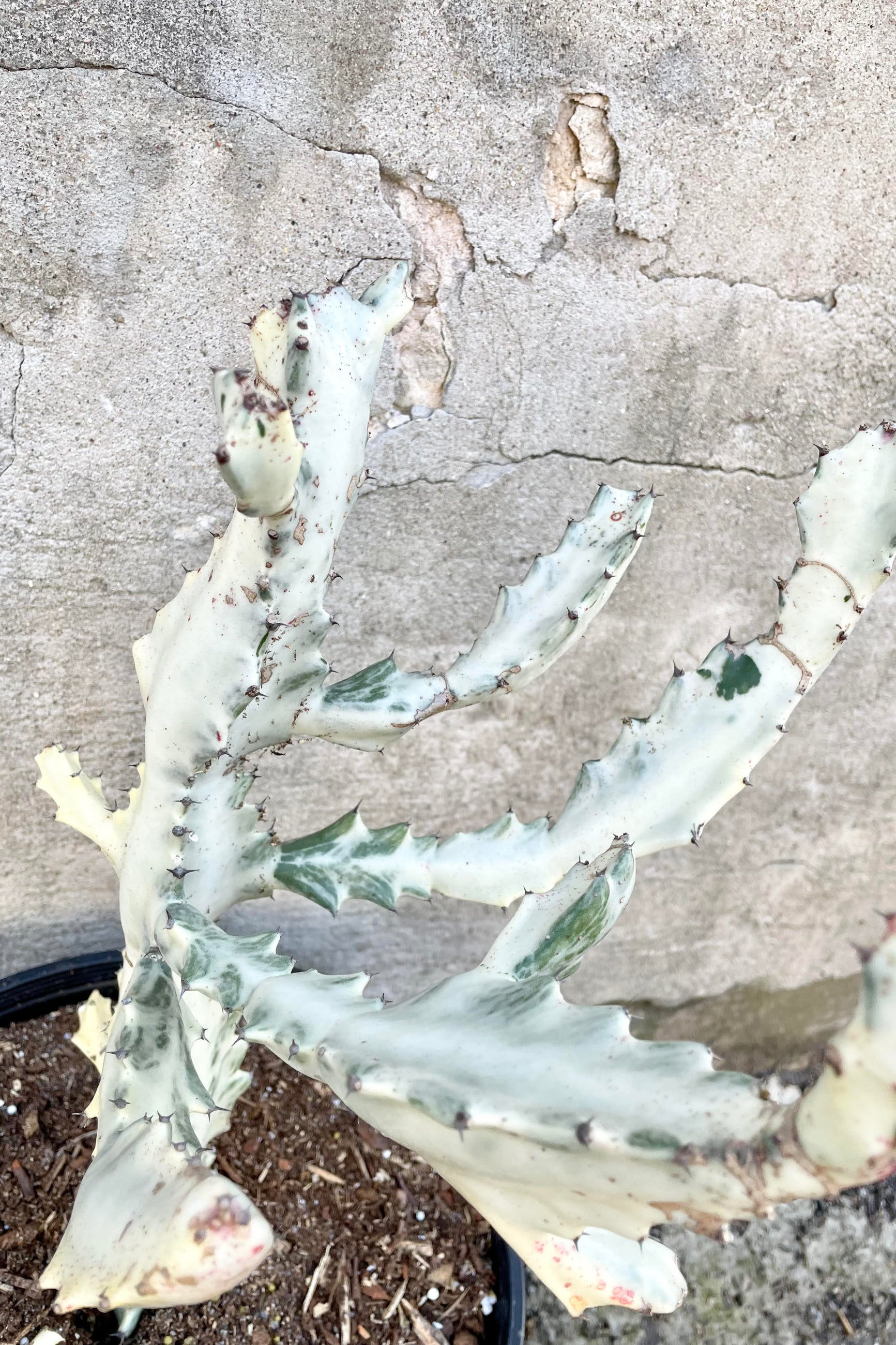 A detailed look at the Euphorbia lactea variegata "White Ghost" 10" ©Sprout Home