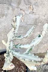 A detailed look at the Euphorbia lactea variegata "White Ghost" 10"