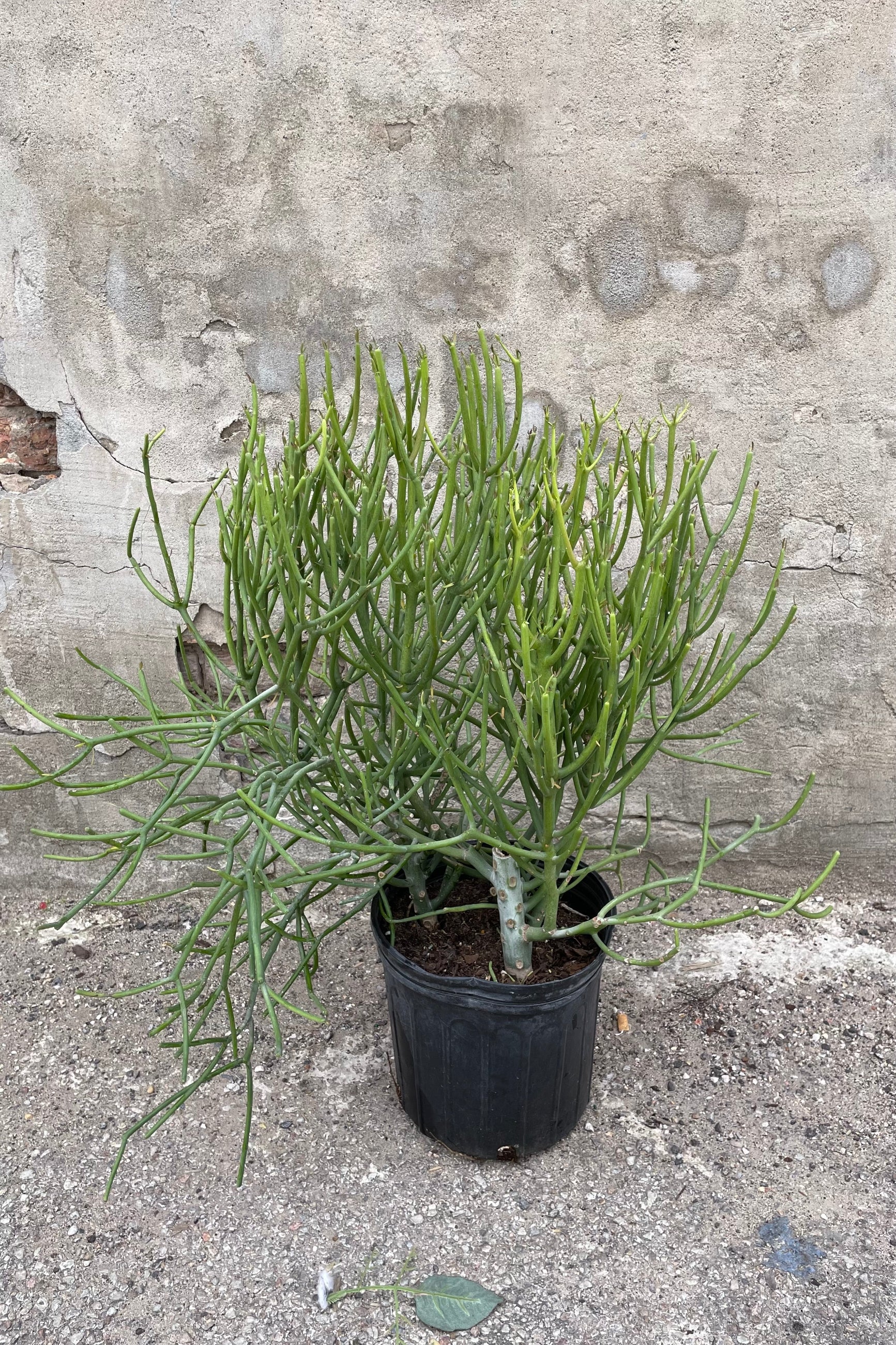 Euphorbia tirucalli "Pencil Cactus" in grow pot in front of concrete background ©Sprout Home