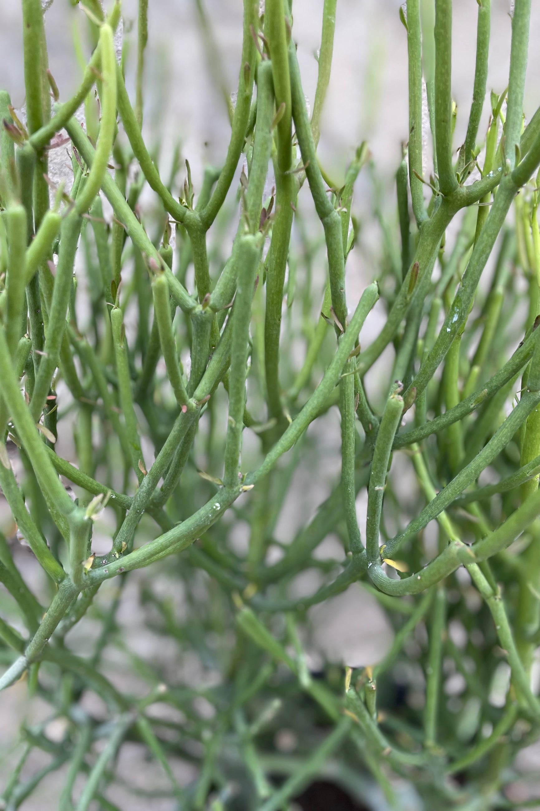Close up of Euphorbia tirucalli "Pencil Cactus" branches ©Sprout Home