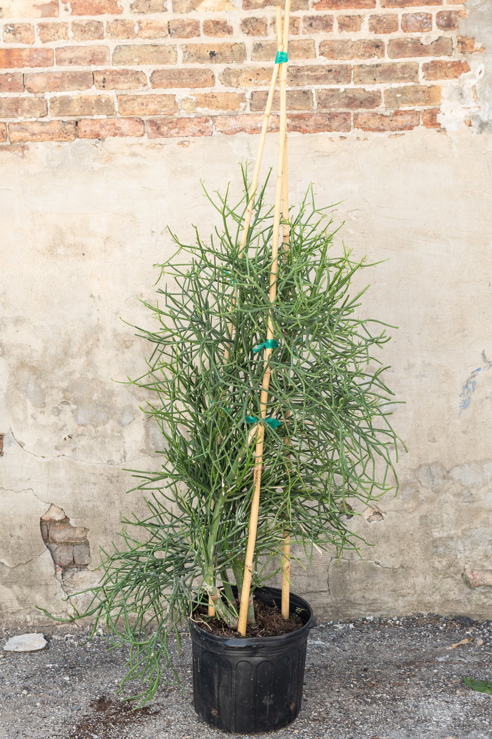 Large Euphorbia tirucalii Pencil Cactus on bamboo poles in front of a concrete wall ©Sprout Home