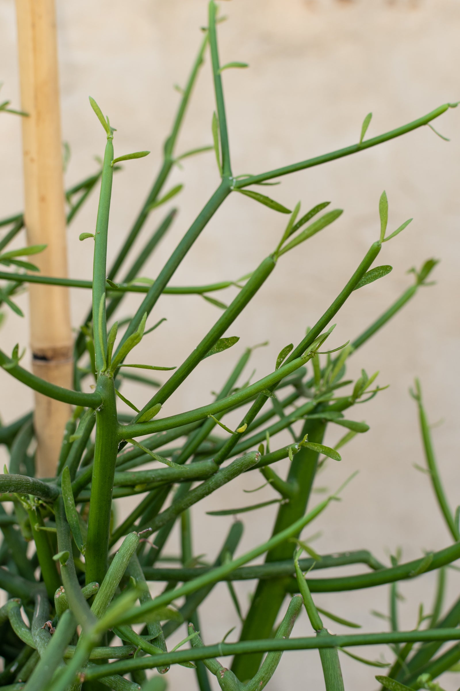 Close up of Euphorbia tirucalii Pencil Cactus branches ©Sprout Home
