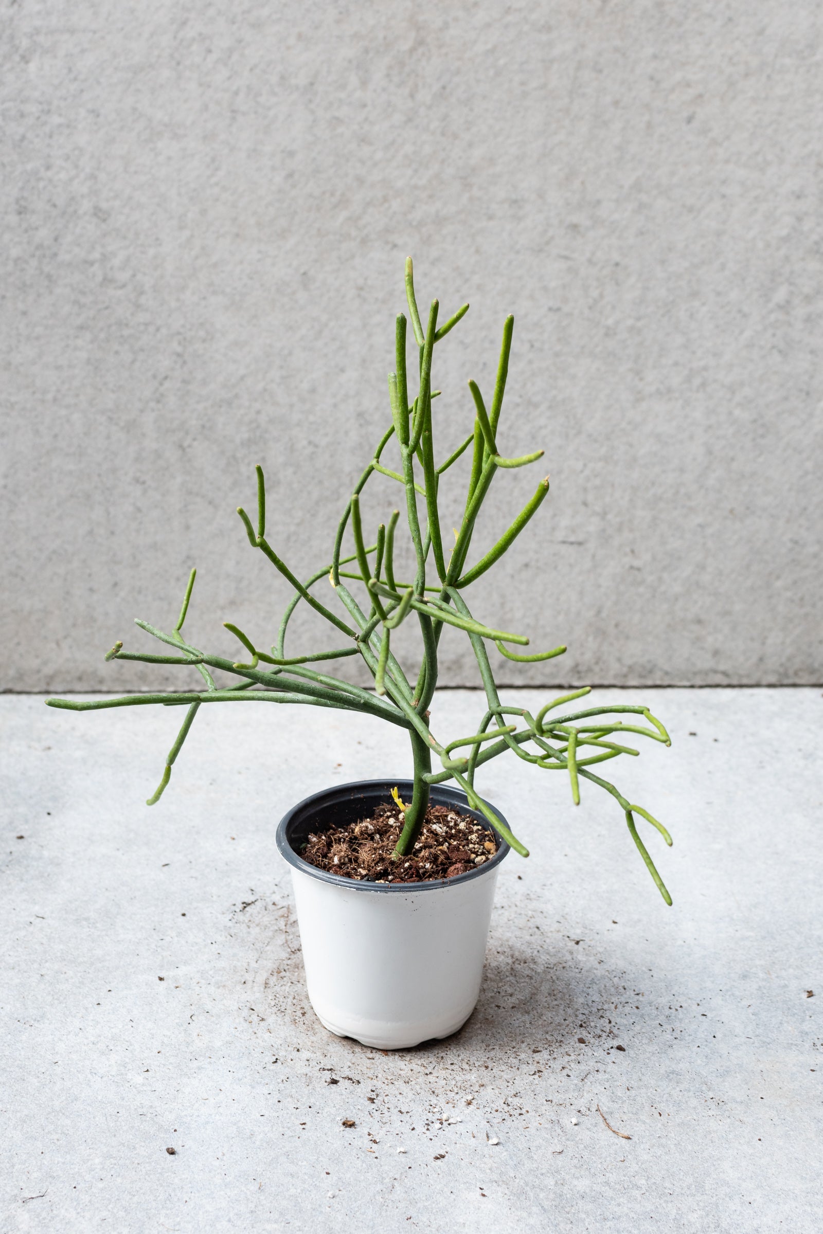 Euphorbia tirucalli 