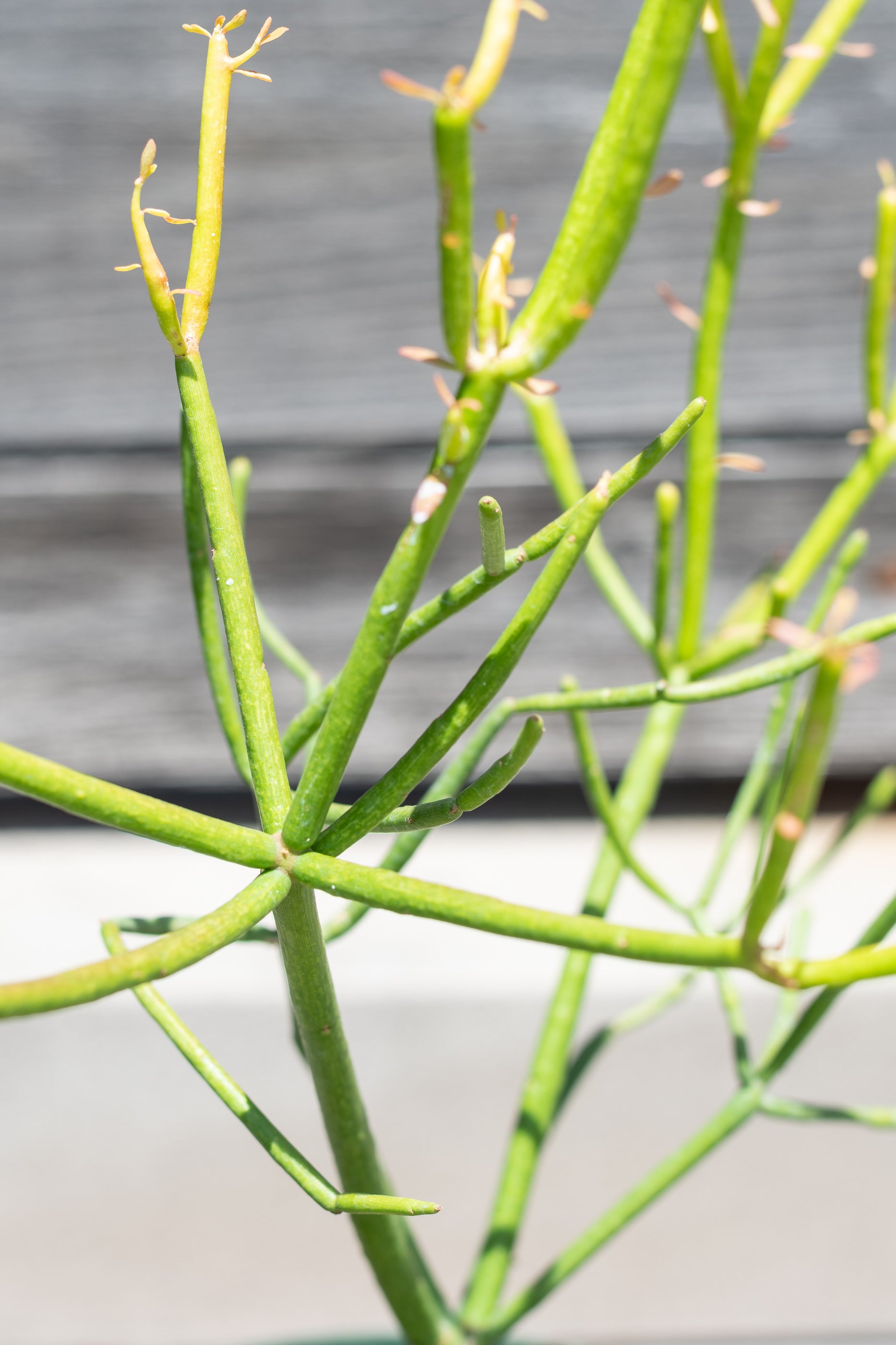 Close up of Euphorbia tirucalli "Pencil cactus"