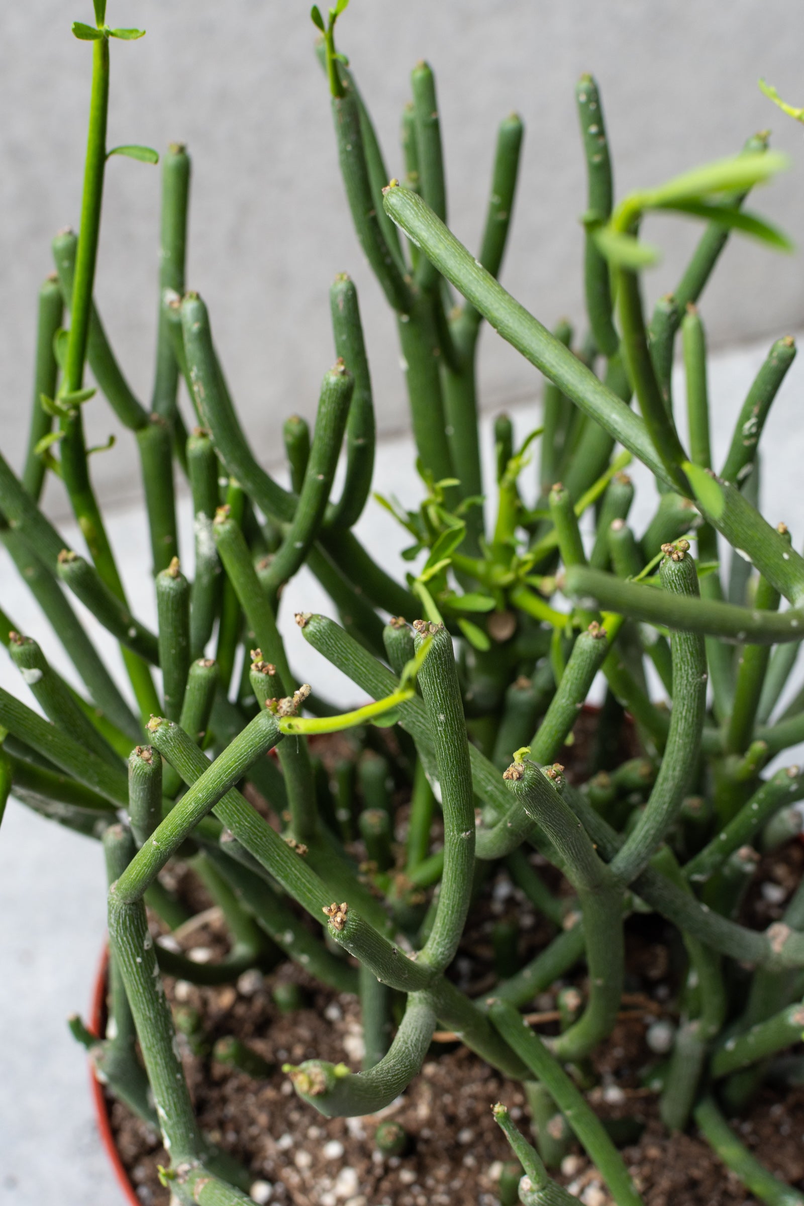 small pencil cactus Euphorbia tirucalli "Pencil Cactus" 8"