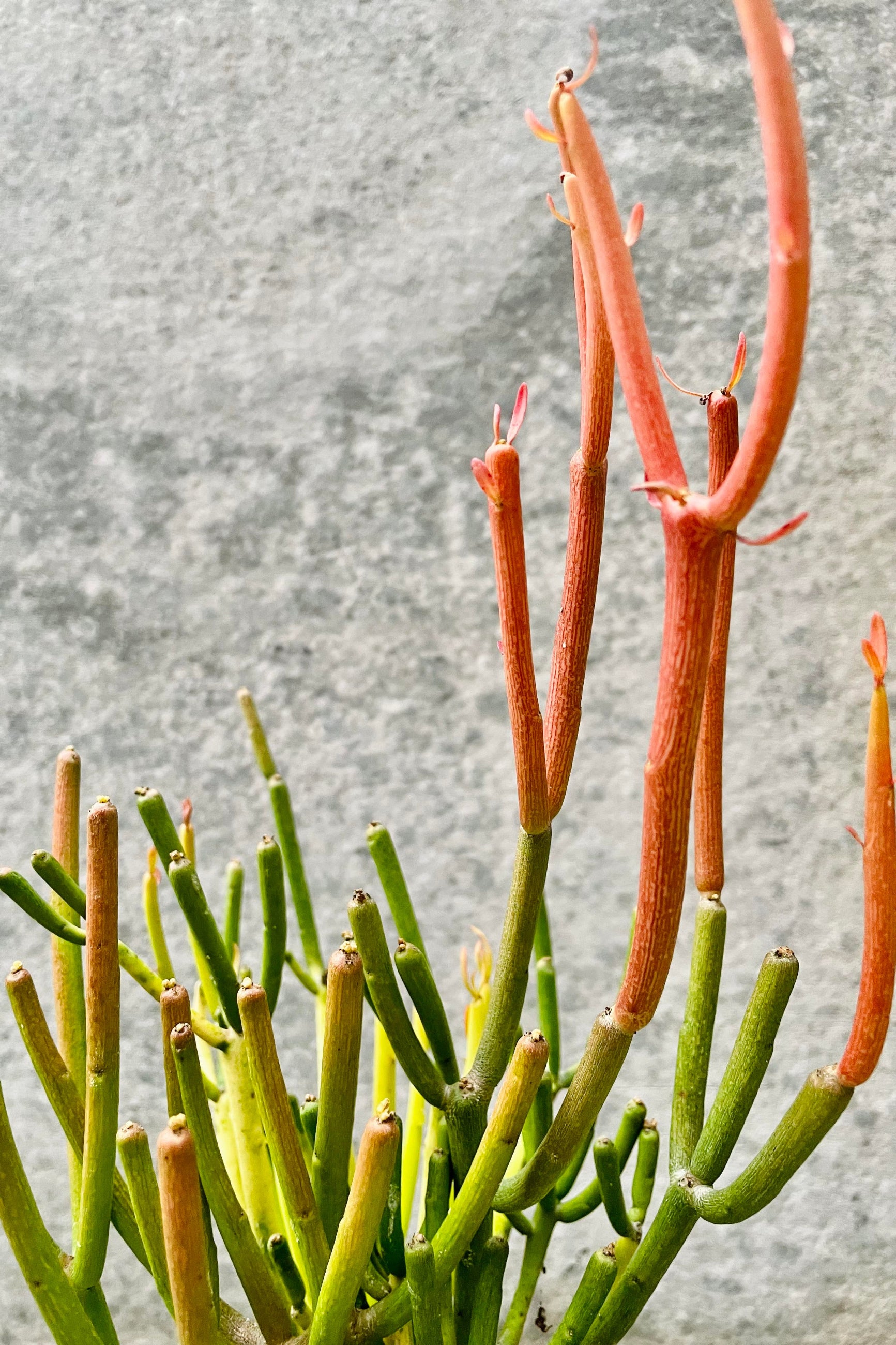 A detailed glimpse of the Euphorbia tirucalli 'Rosea's' "fiery sticks" ©Sprout Home