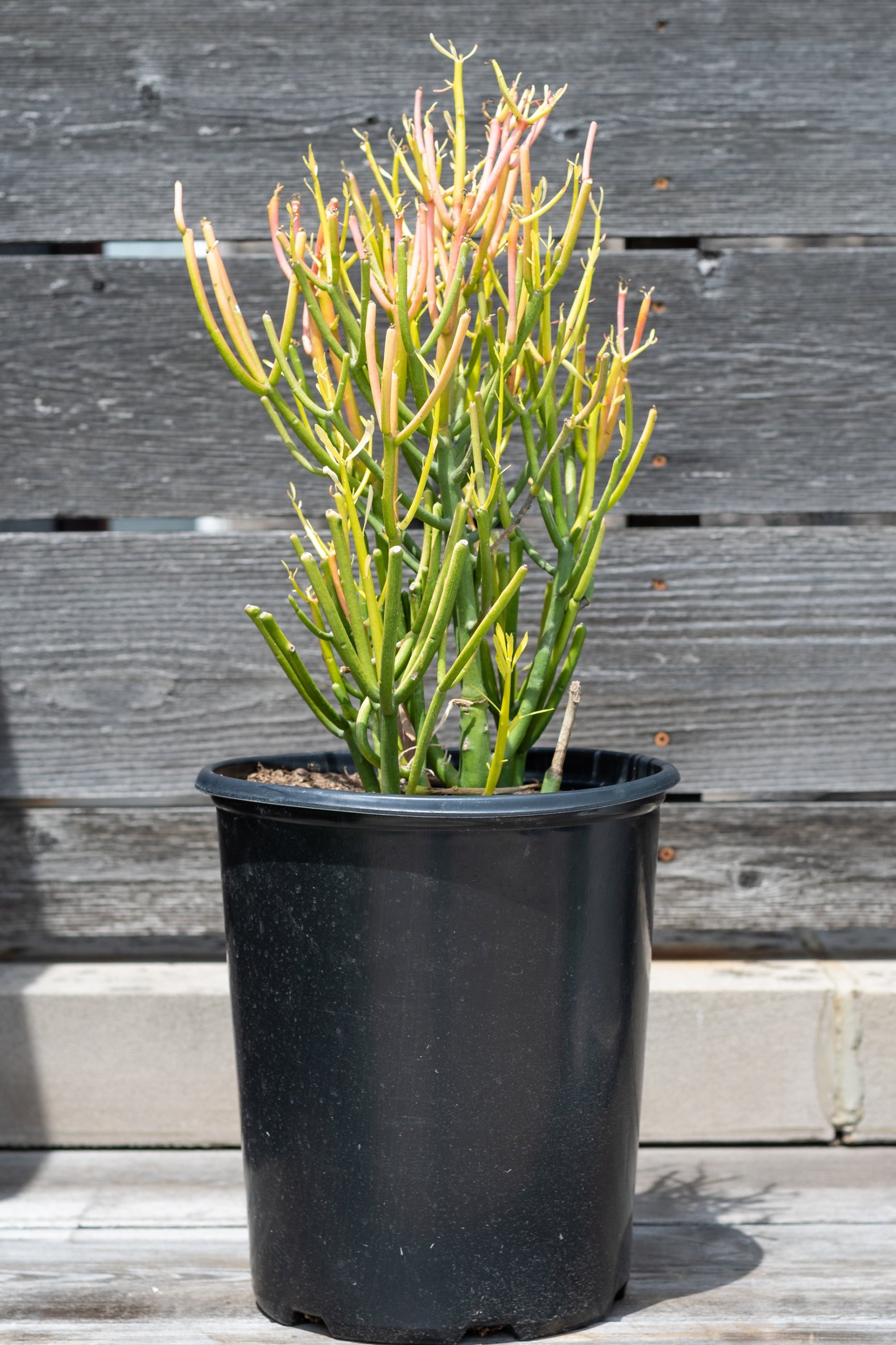 Euphorbia tirucalli rosea "Fire sticks" in grow pot in front of grey wood background ©Sprout Home