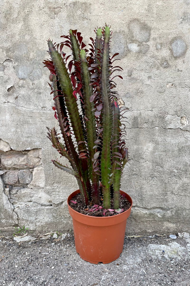 Euphorbia trigona 10" orange growers pot with a green and maroon flowering plant against a grey wall