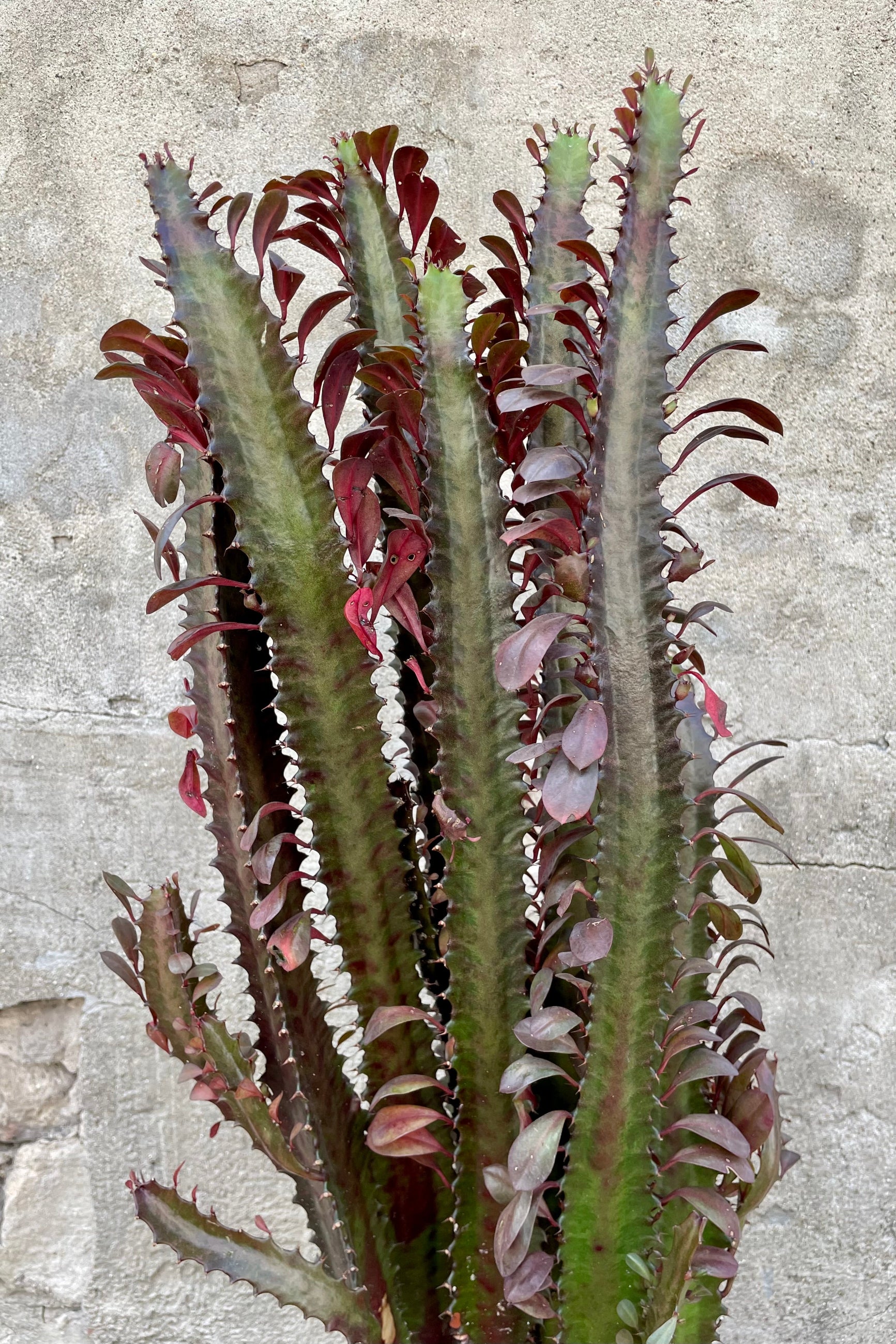 Euphorbia Trigona Cactus 10