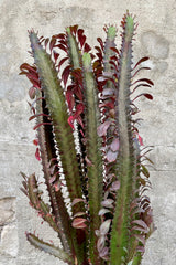 Detail of Euphorbia trigona 10" green and maroon flowering plant against a grey wall