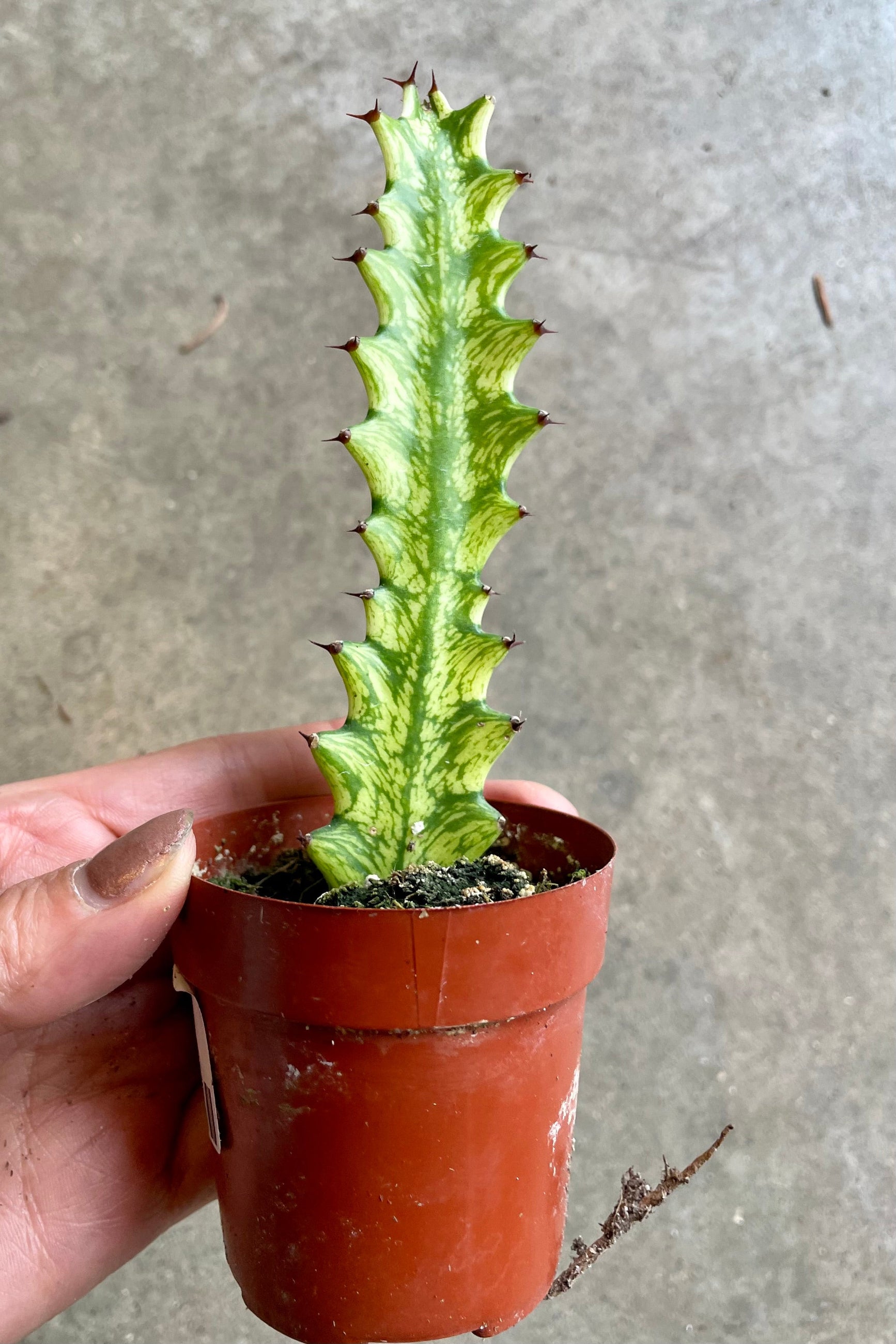 Euphorbia trigona variegata in a 3" growers pot at Sprout Home. ©Sprout Home