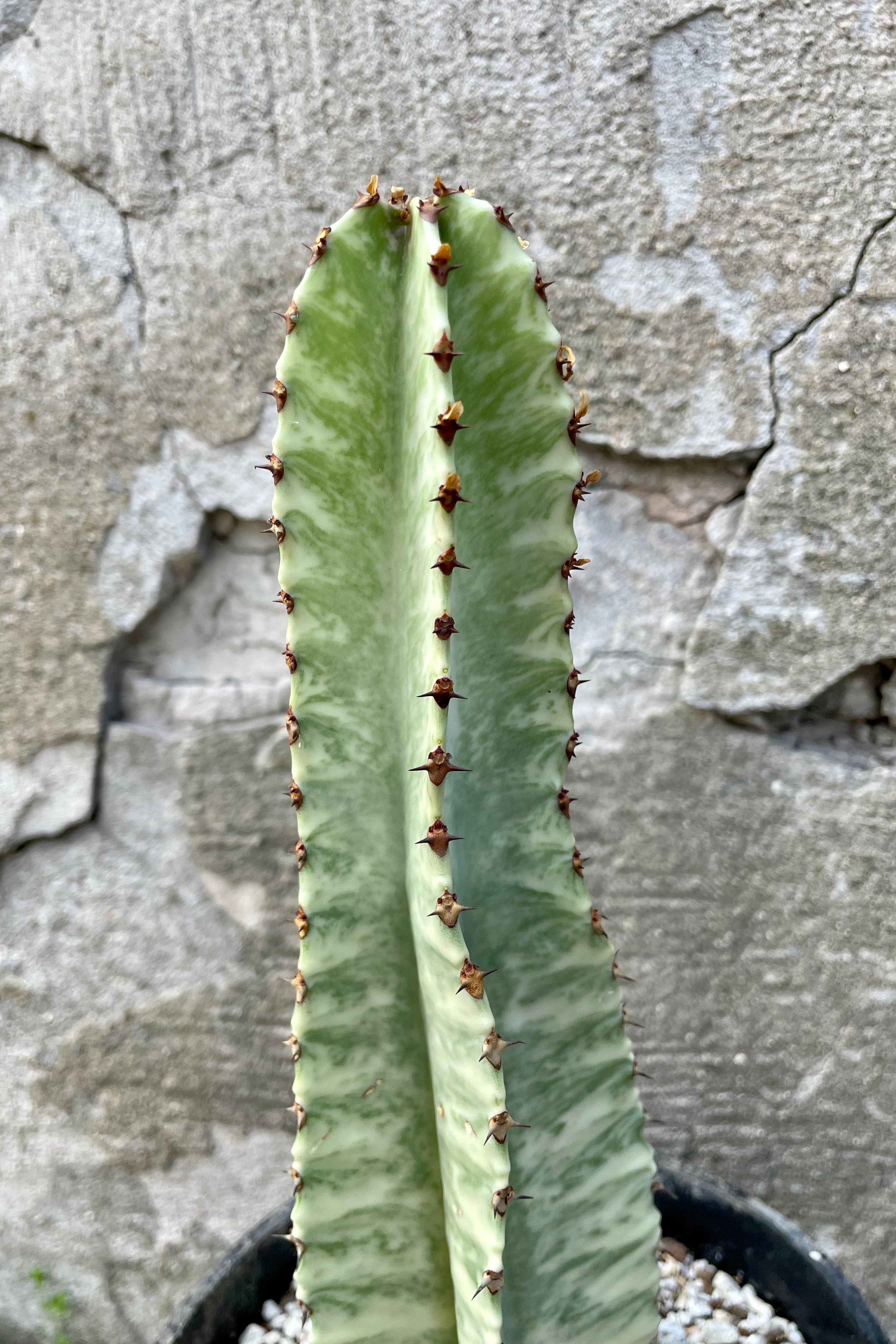 A detailed view of Euphorbia ammak 'Variegata' #1 against concrete backdrop