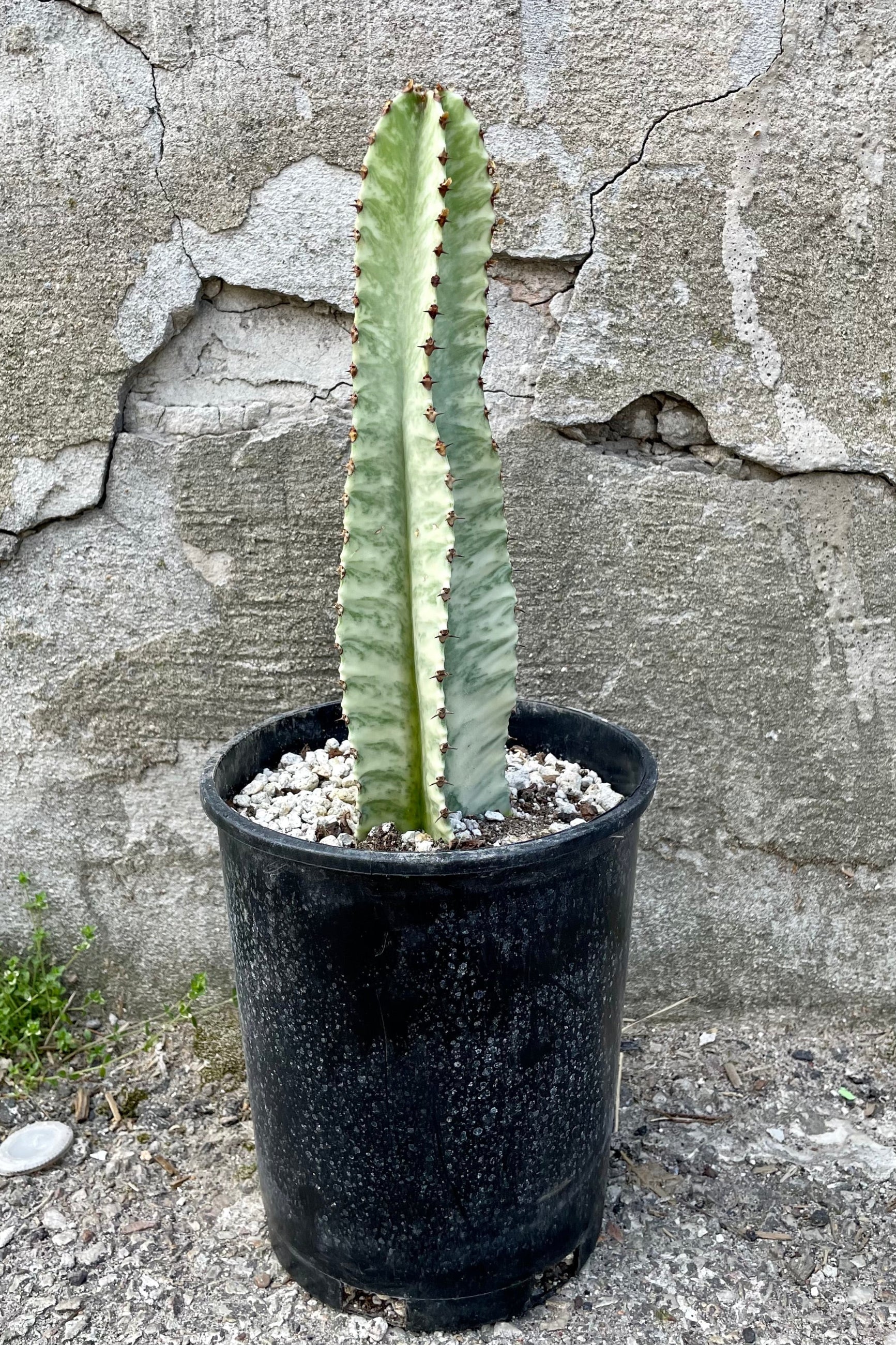 A full view of Euphorbia ammak 'Variegata' #1 in gallon pot against concrete backdrop ©Sprout Home