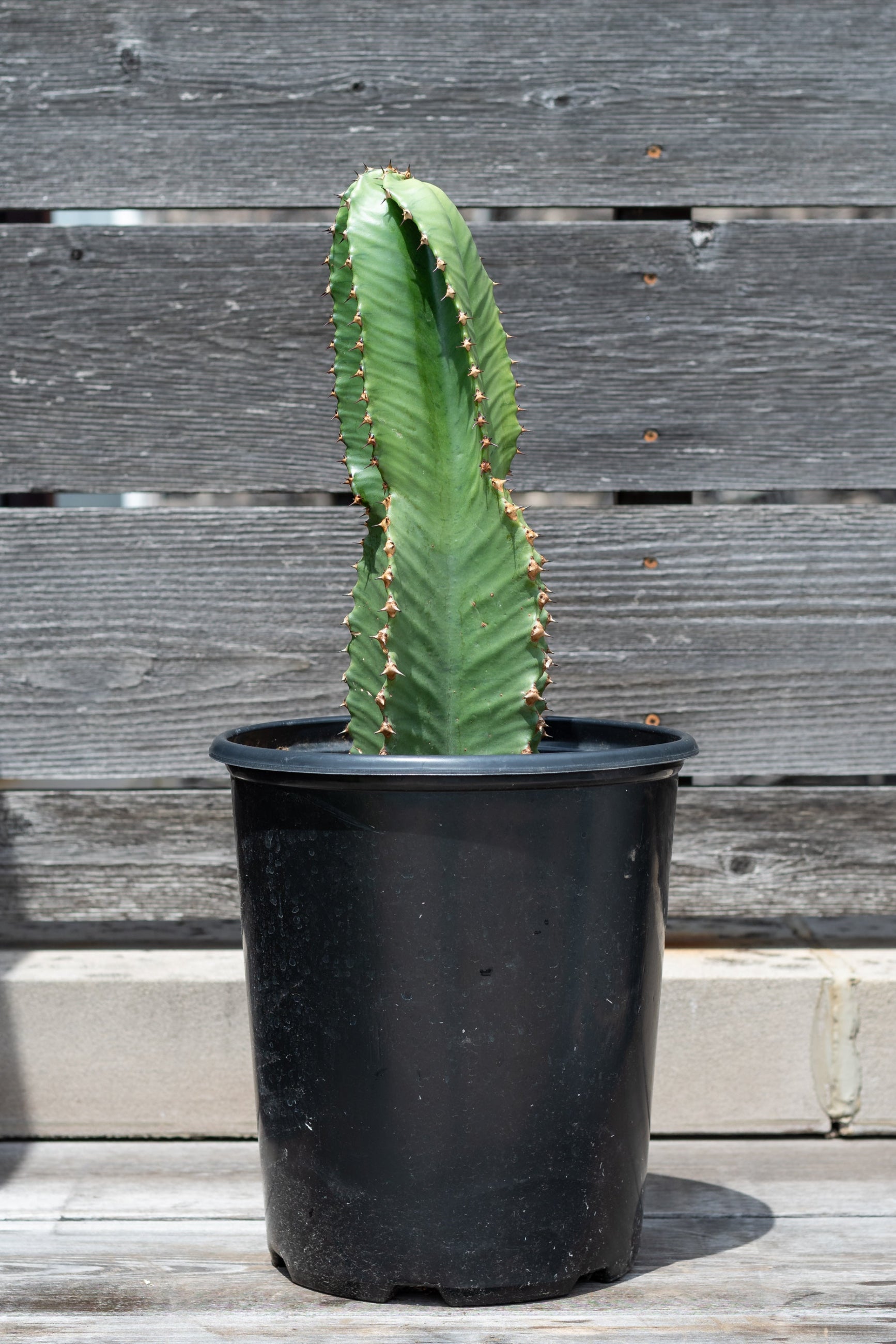 Euphorbia ammak in grow pot in front of grey wood background ©Sprout Home