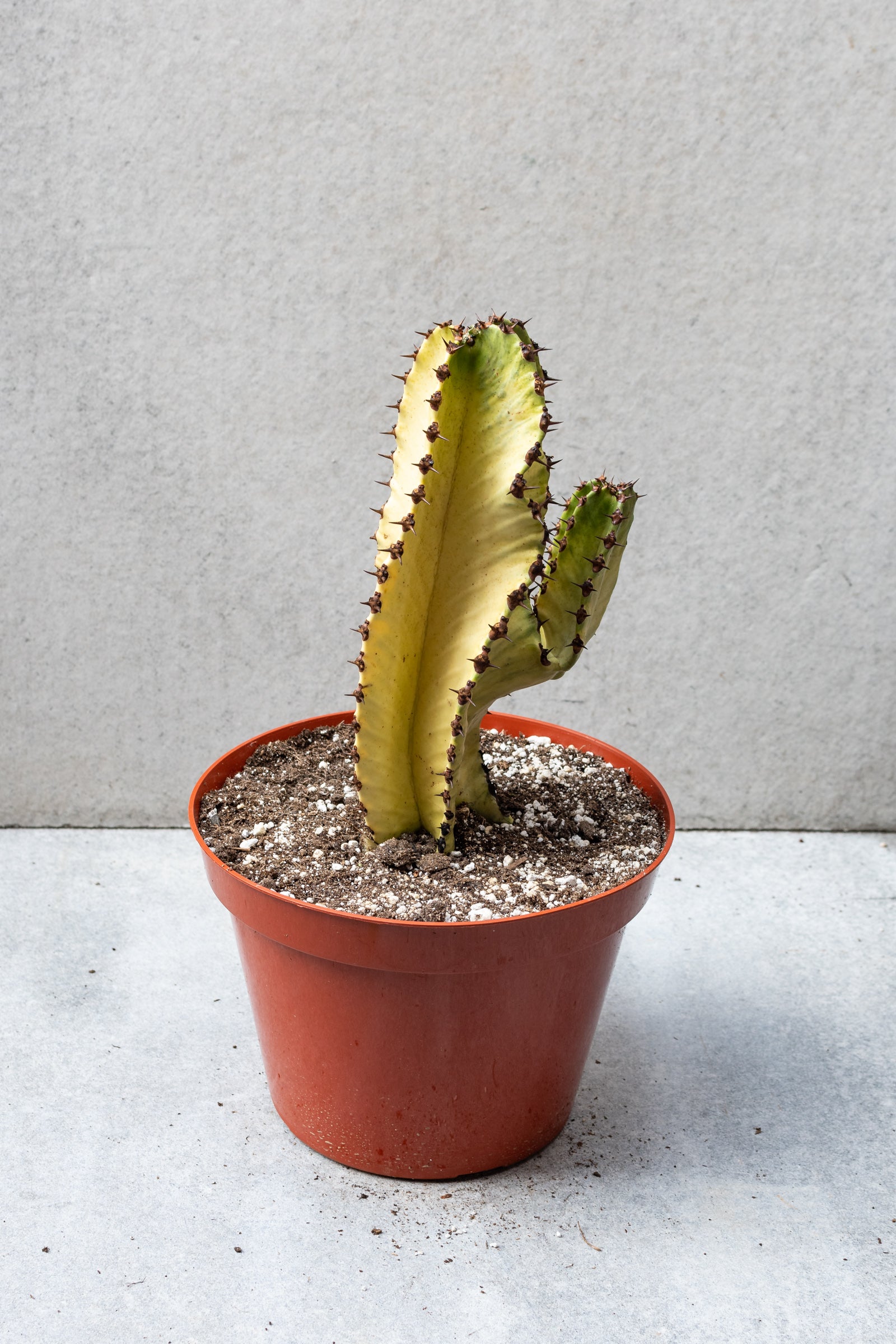 Euphorbia ammack plant in a 10 inch growers pot.