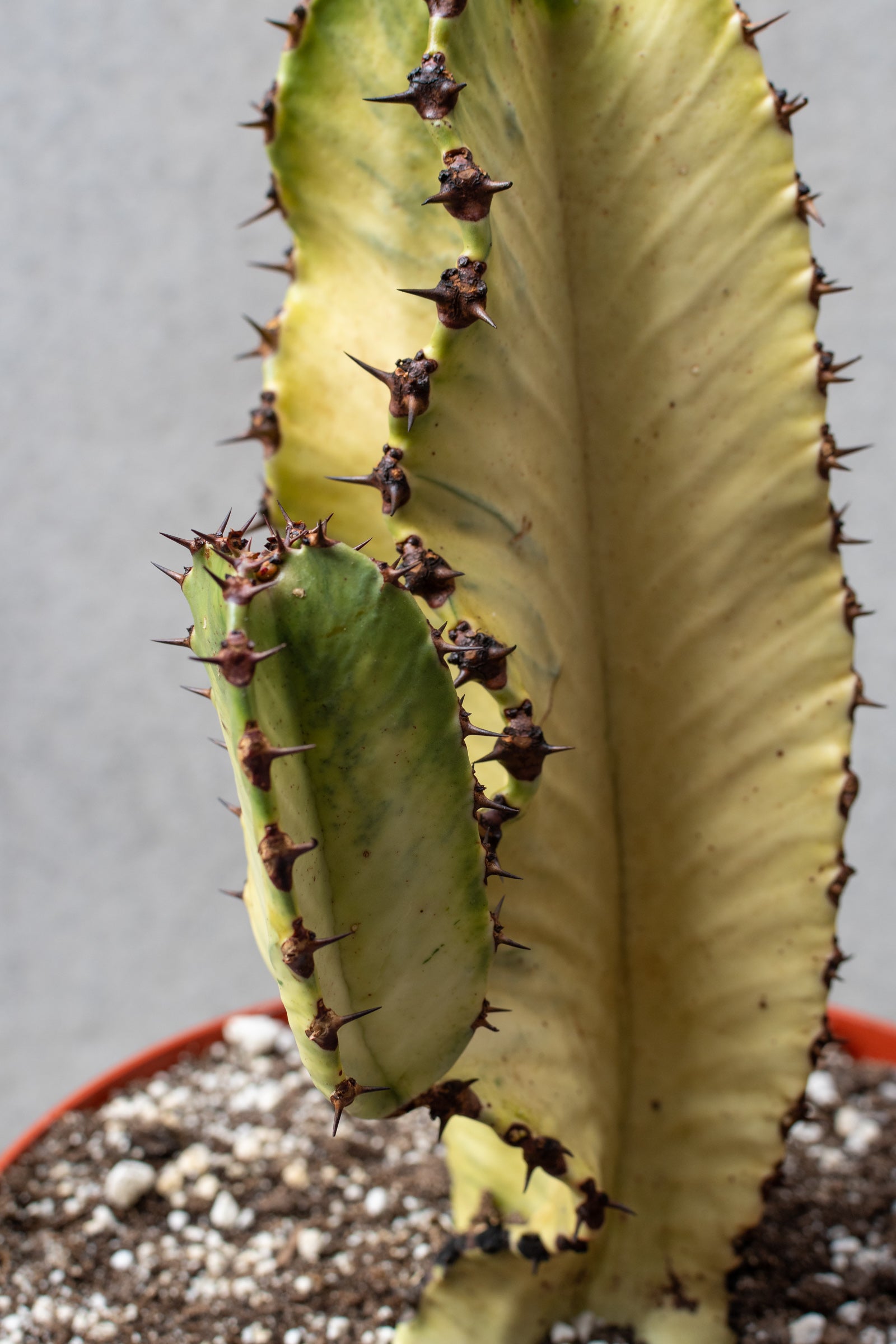 The light lemon color of the Euphorbia ammack plant.