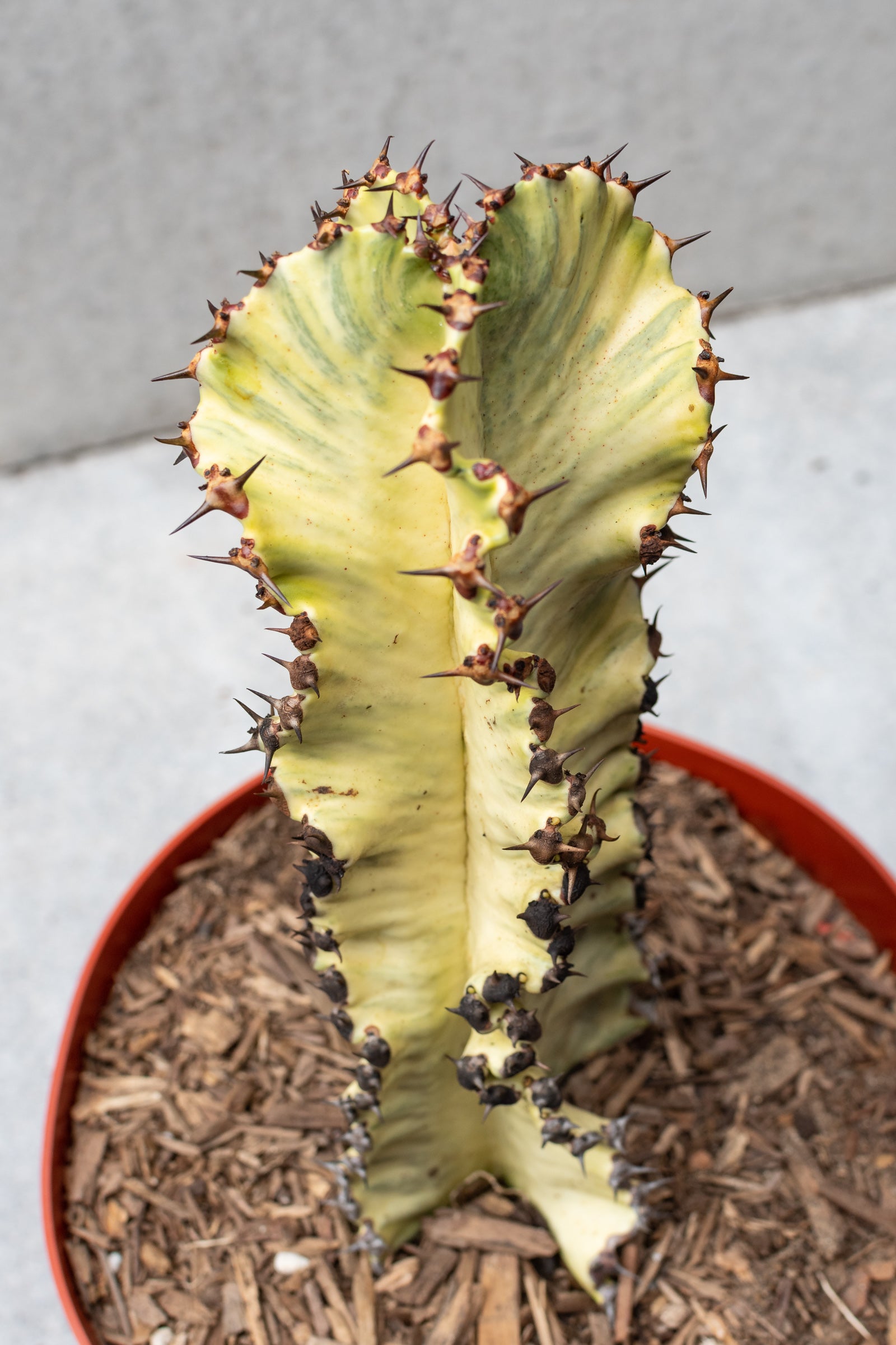 The lemon color of a Euphorbia ammak plant.