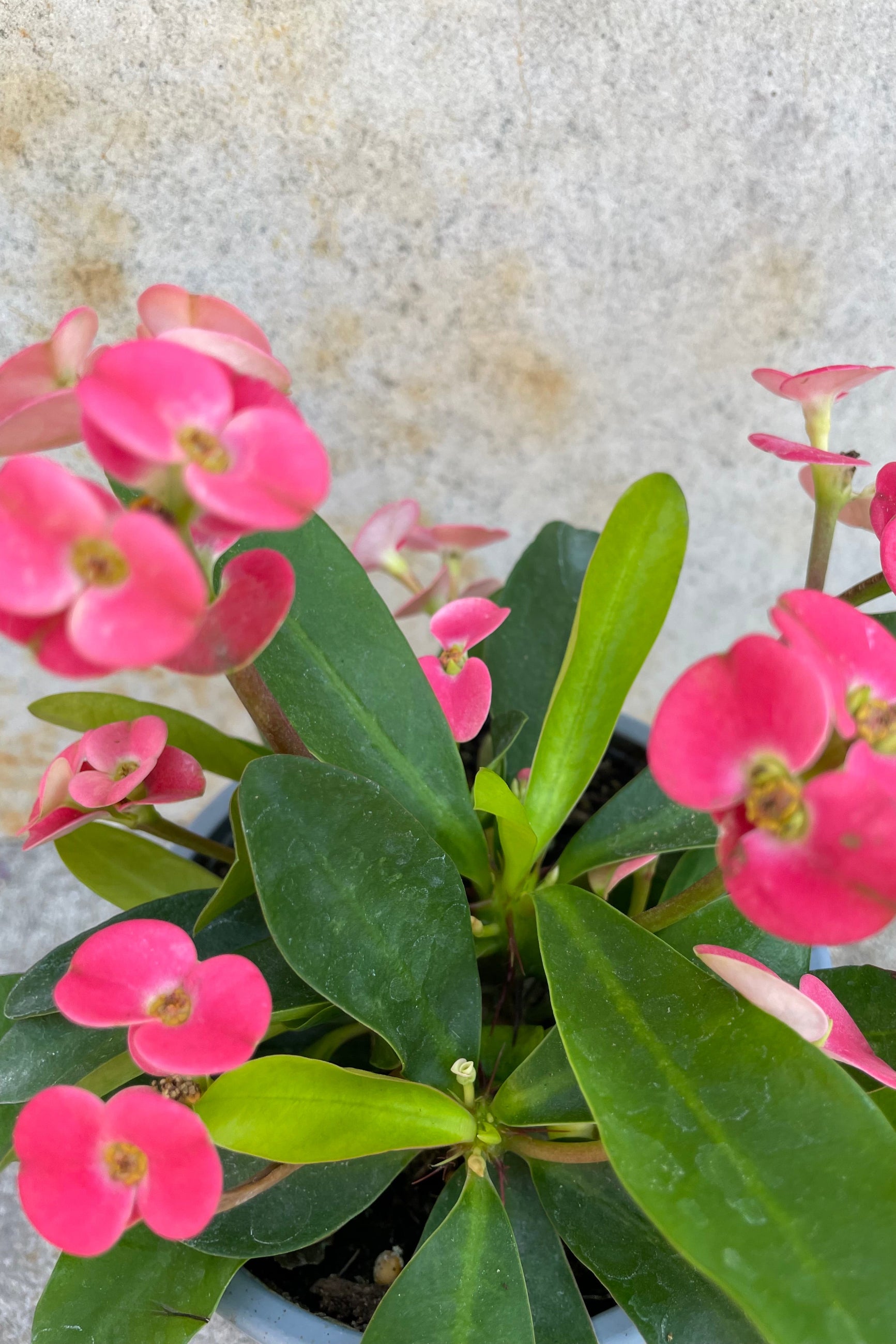Euphorbia milii "Crown of Thorns" 5" detail of green leaves with bright pink floral blooms. ©Sprout Home