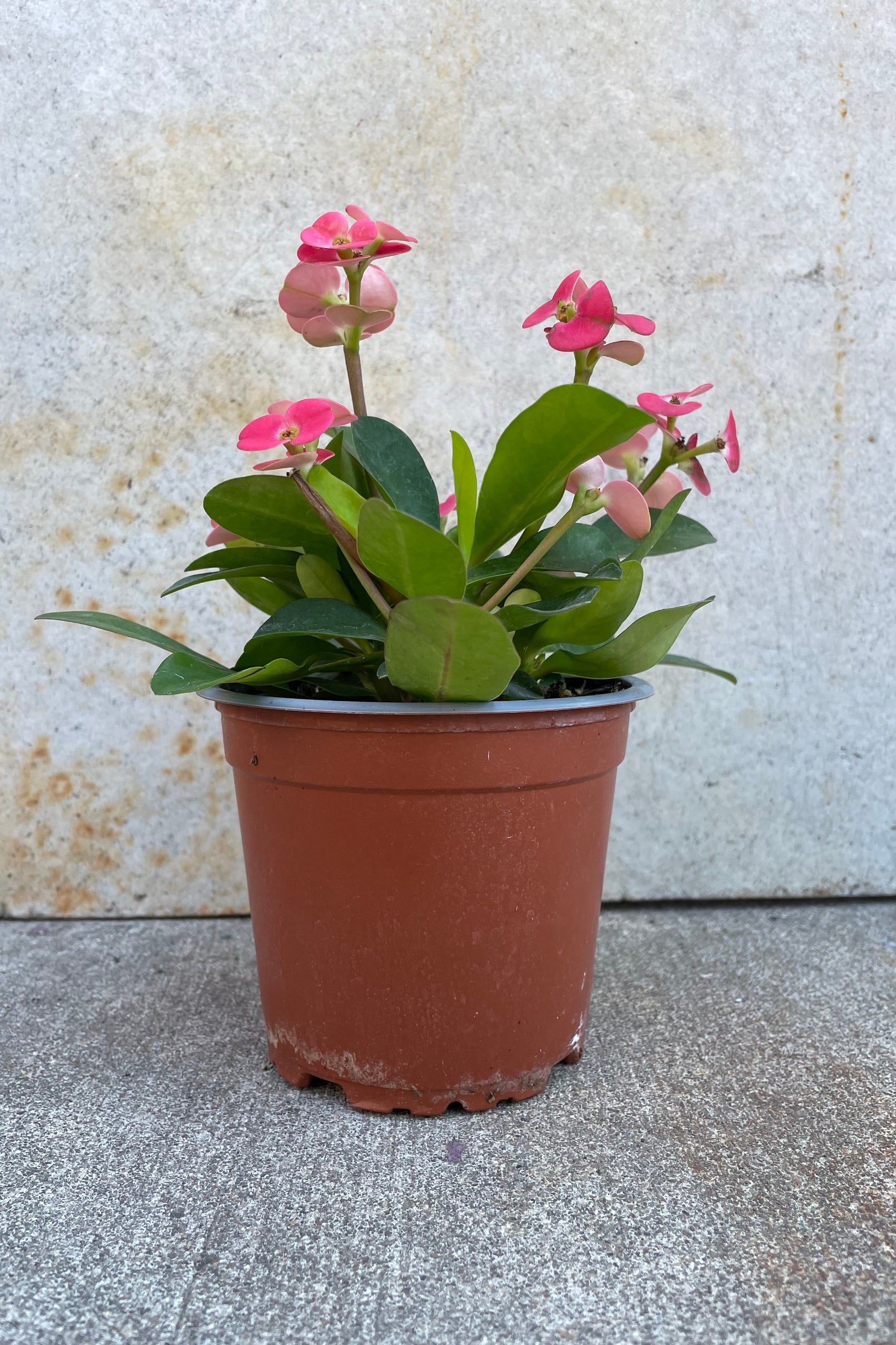 Euphorbia milii "Crown of Thorns" 5" brown growers pot with green leaves with bright pink floral blooms. @Sprout Home