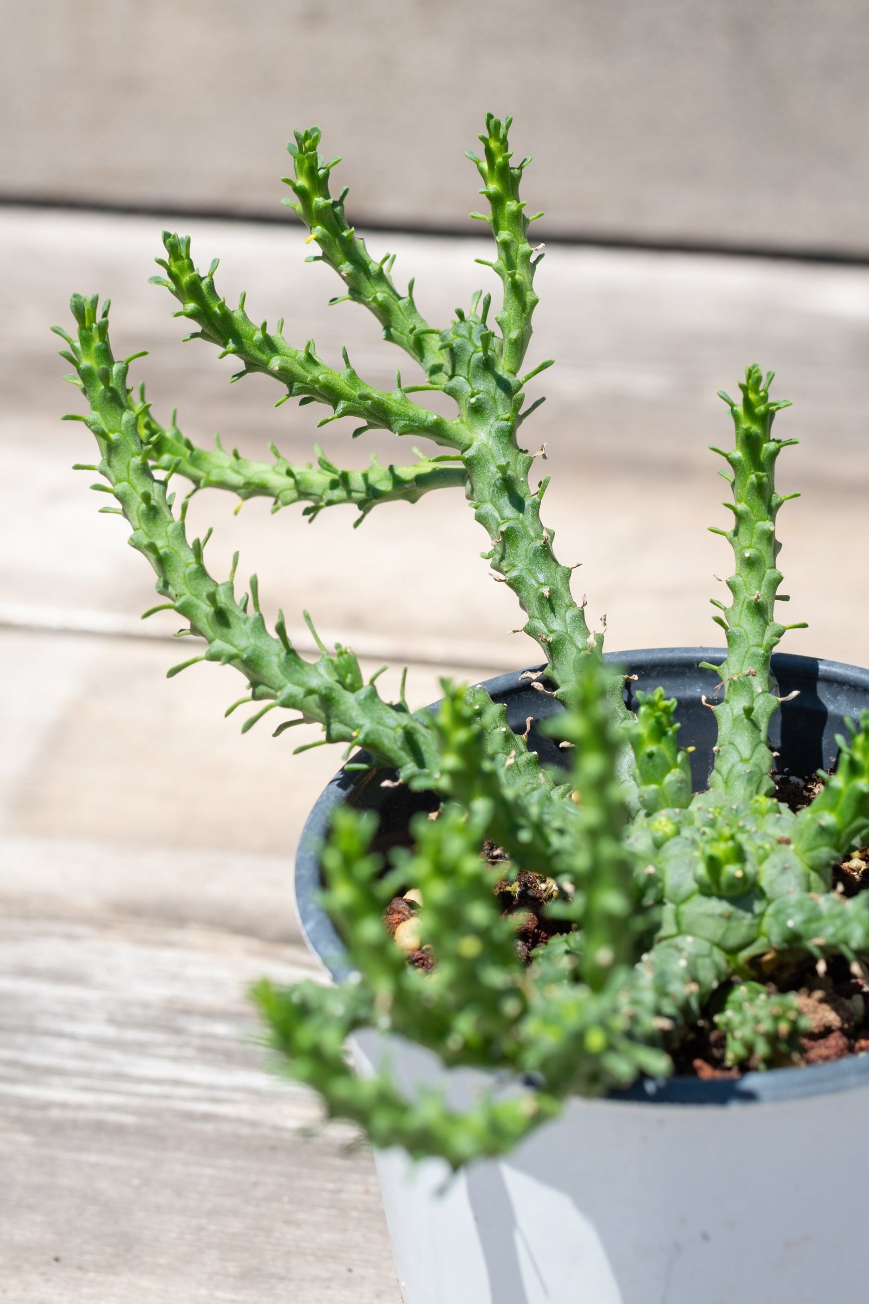 Close up of Euphorbia flanagani spines ©Sprout Home