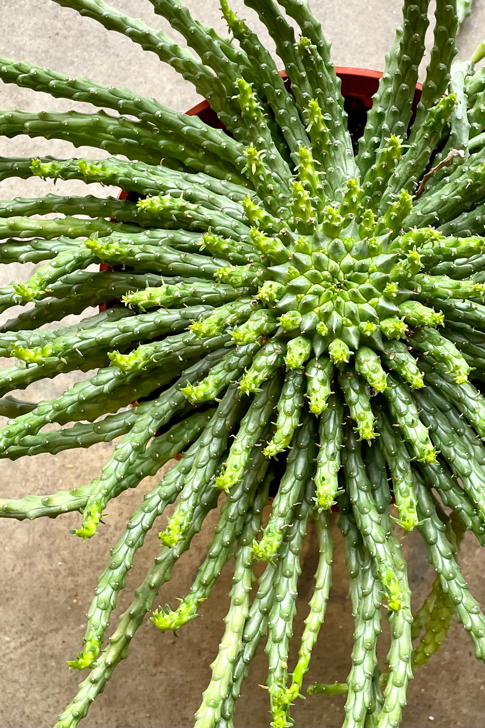 Detail photo of the body of the Euphorbia 'Medusa Head' showing it from above it all its glory at Sprout Home. ©Sprout Home