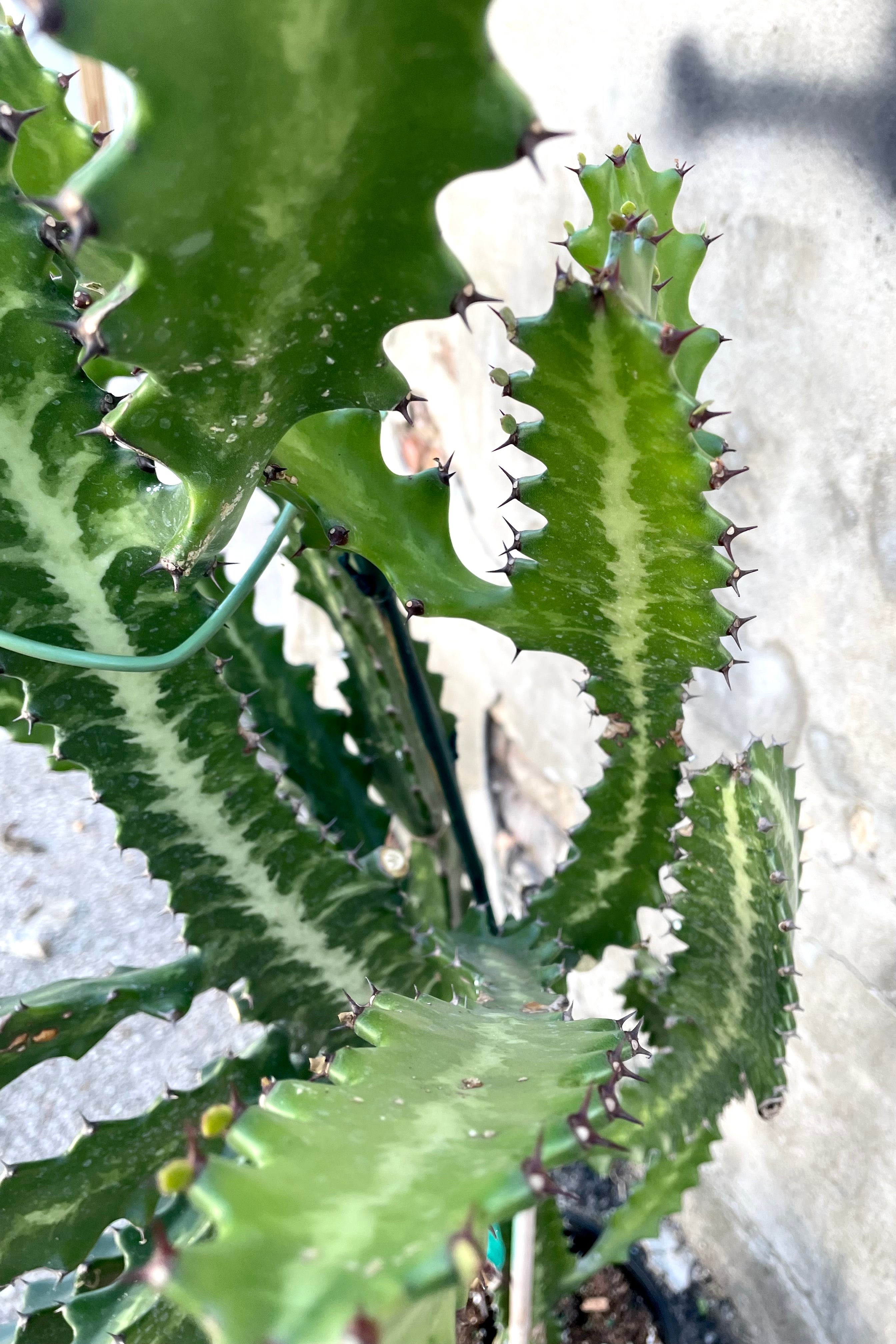 An overhead detailed view of the Euphorbia lactea 'Dragon Stripe' 10" against a concrete backdrop