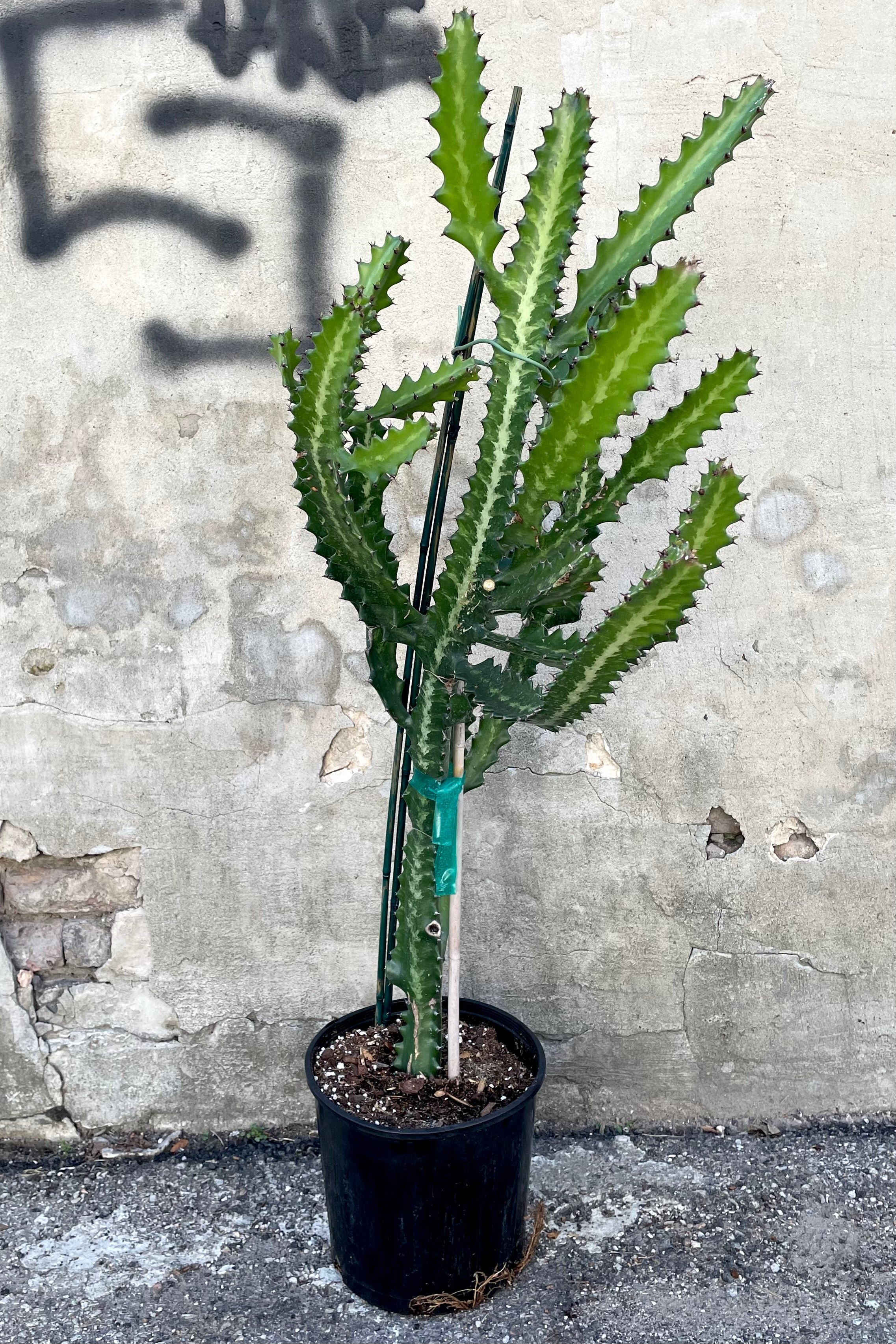 A view of the Euphorbia lactea 'Dragon Stripe' 10" in a grow pot against a concrete backdrop