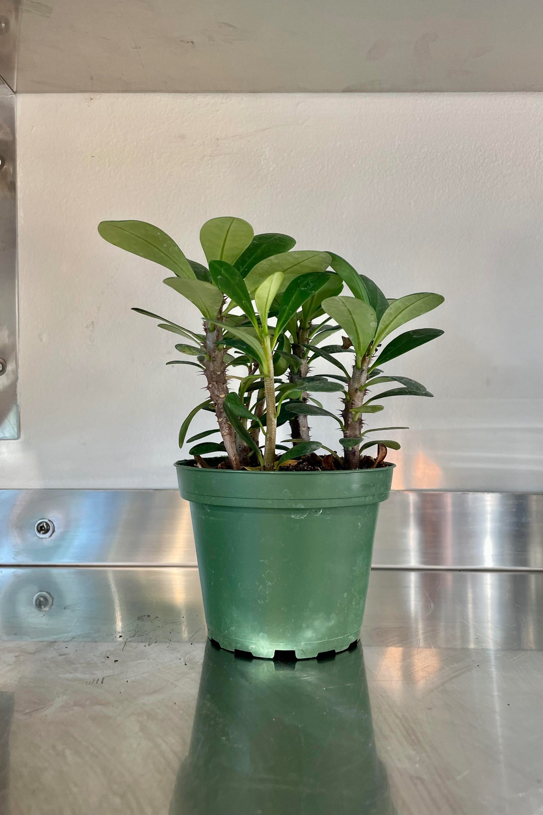 The Euphorbia milii "Crown of Thorns" in a 4 inch growers pot. ©Sprout Home