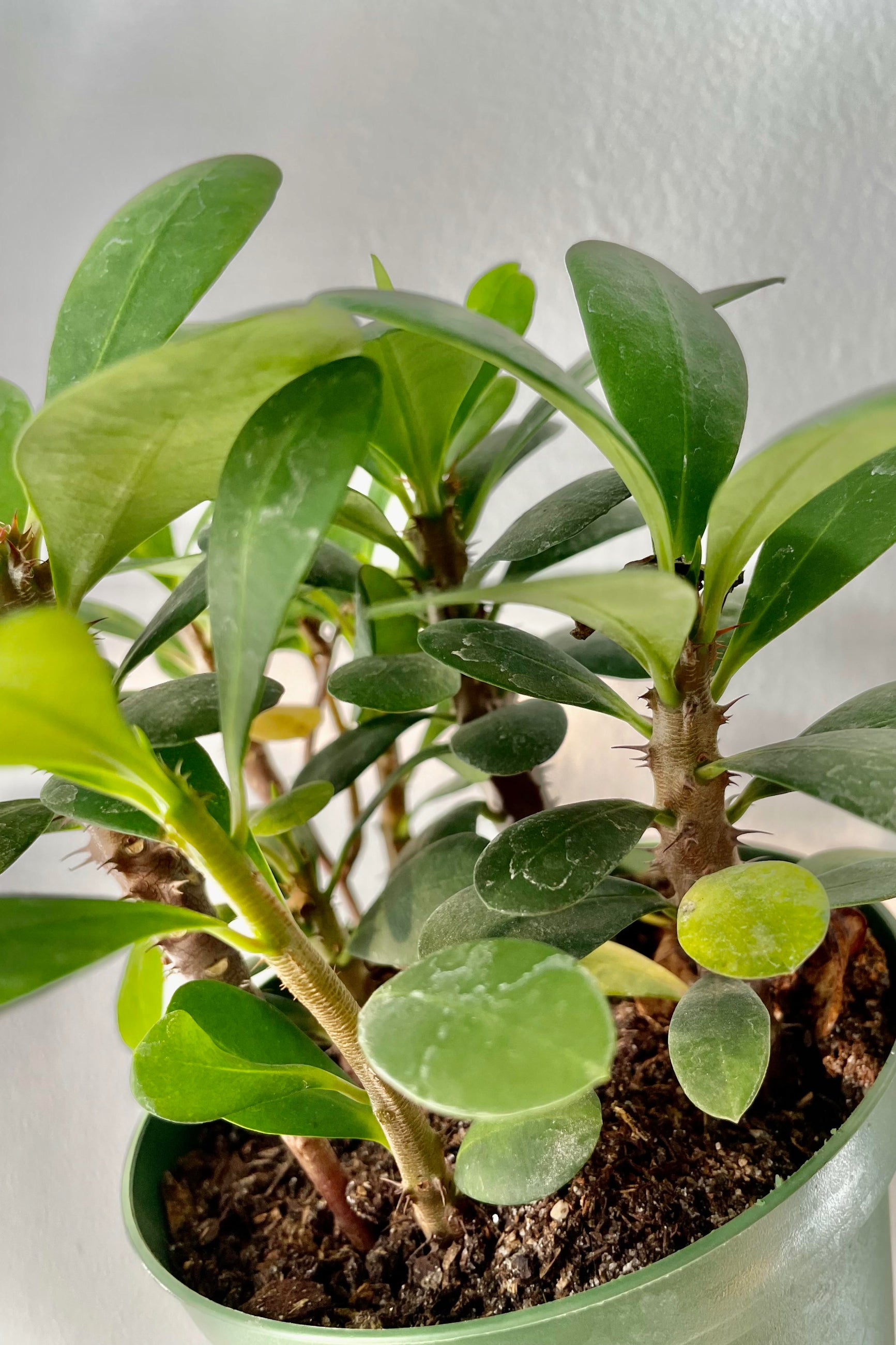 A detailed shot of the foliage of the Euphorbia milii "Crown of Thorns". ©Sprout Home