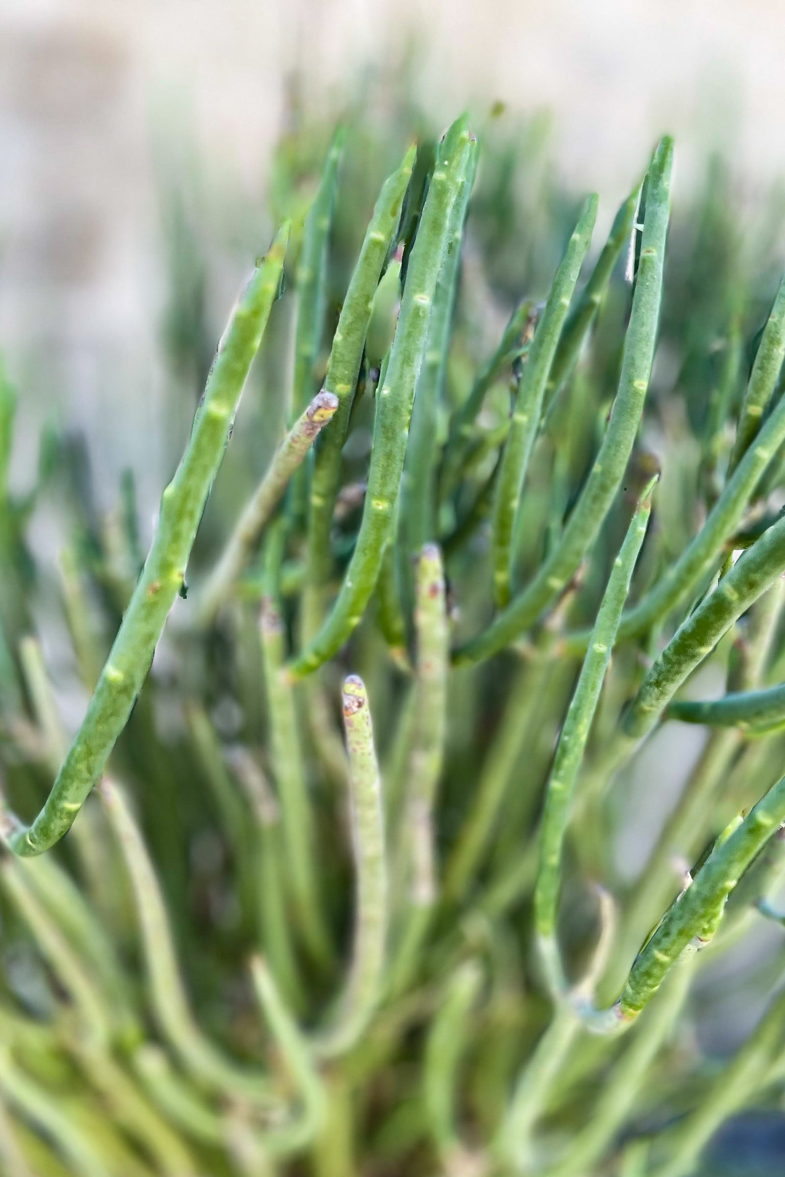 Close up of Euphorbia mauritanica spines ©Sprout Home