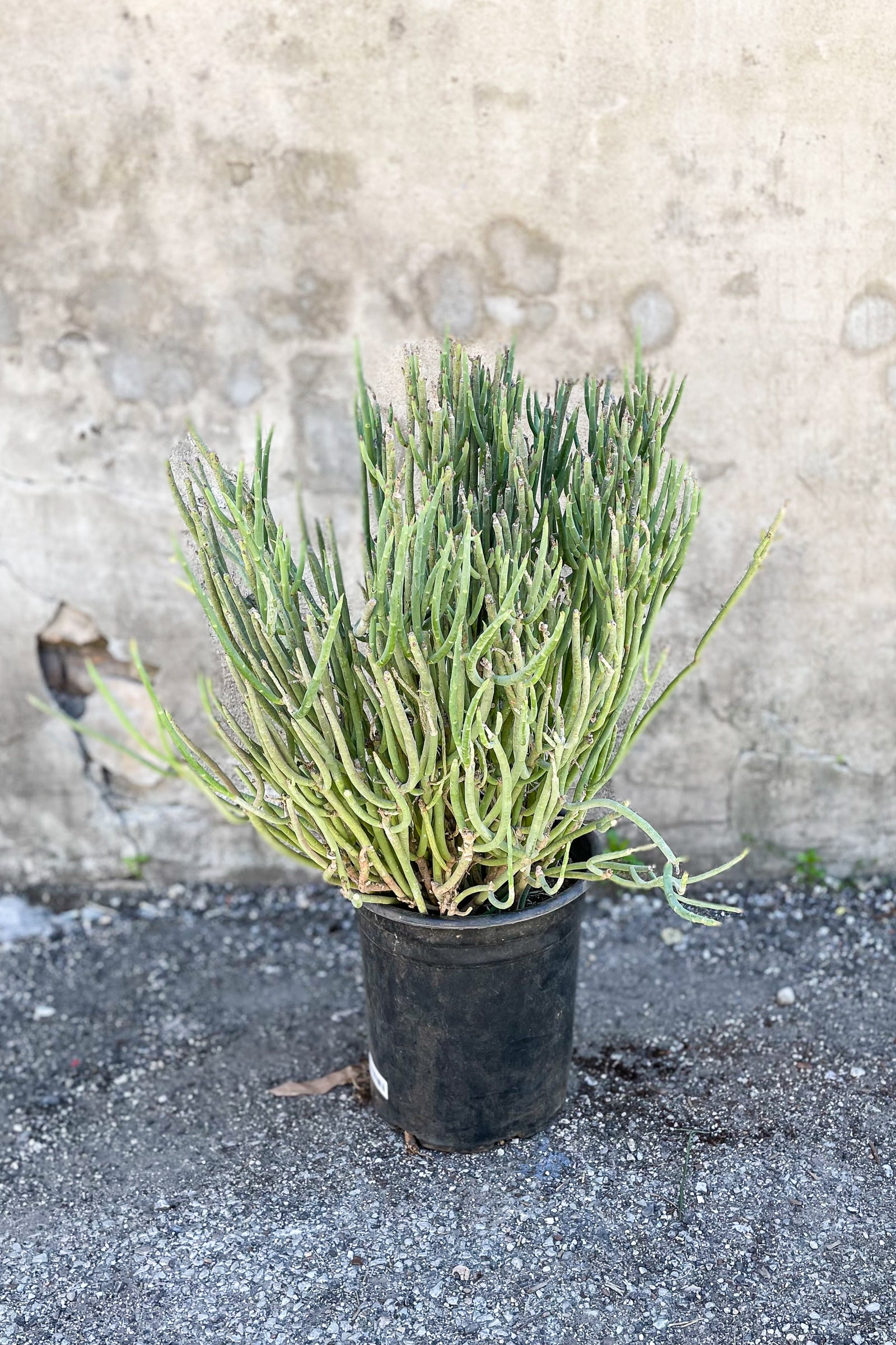 Large Euphorbia mauritanica potted in front of concrete wall ©Sprout Home