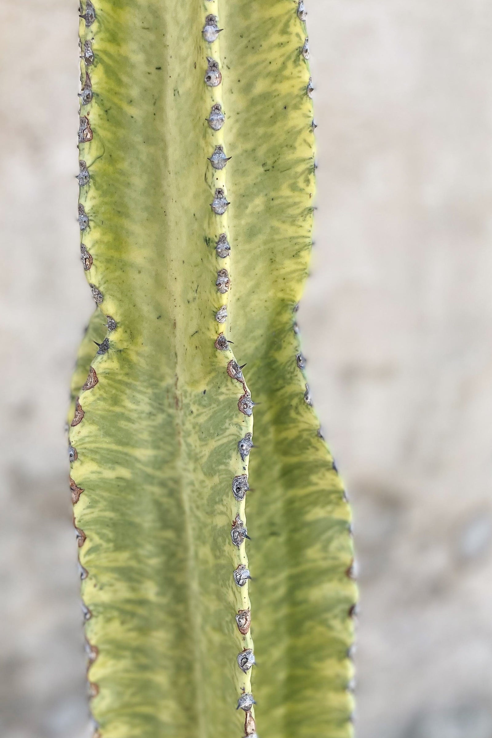 Close up of Euphorbia ammak with green and variegated stem and small spines in front of a gray wall. ©Sprout Home